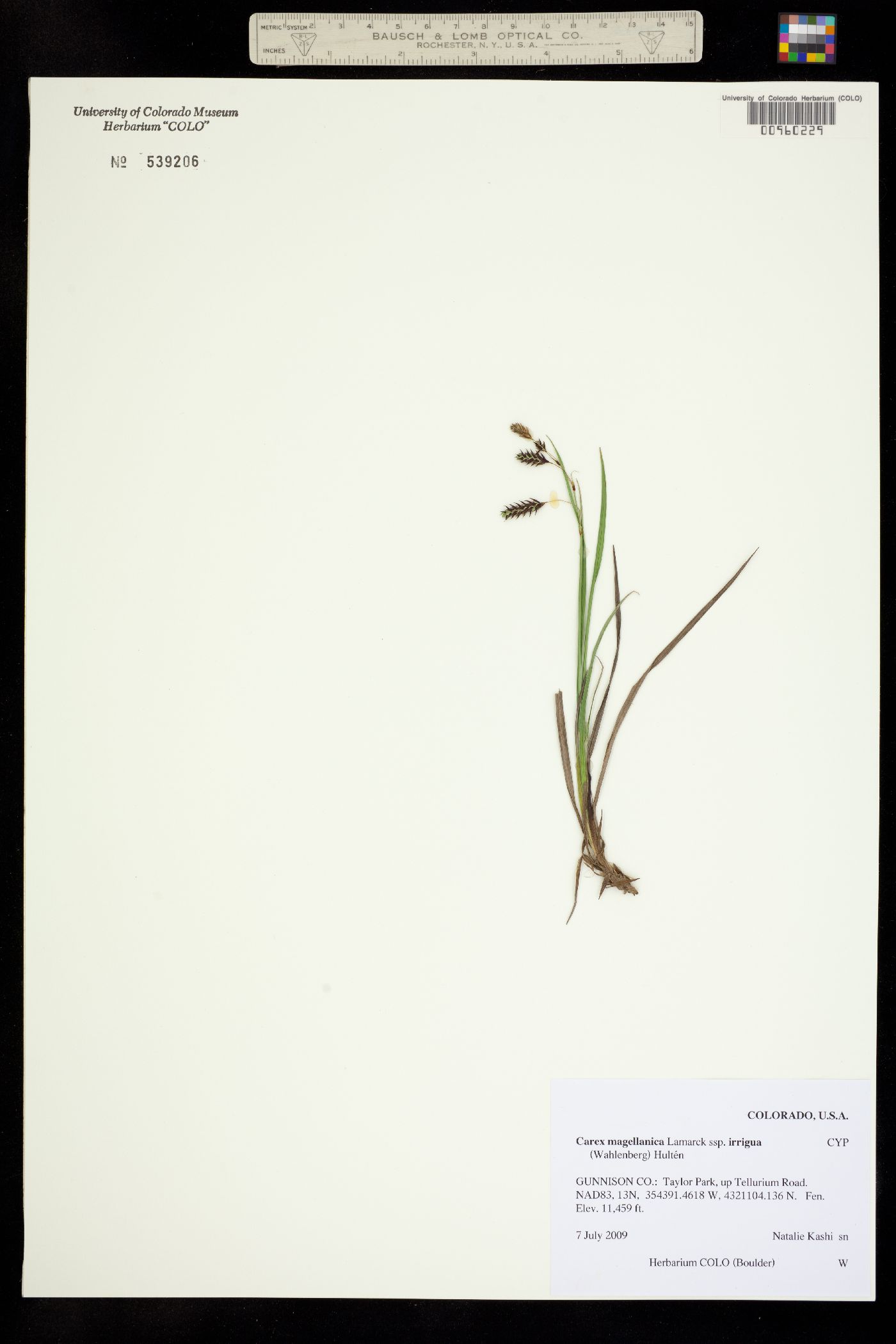 Carex magellanica ssp. irrigua image