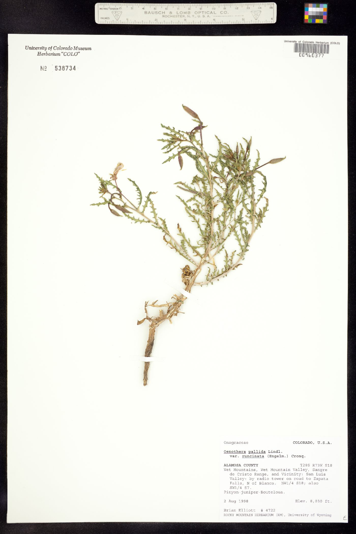 Oenothera pallida ssp. runcinata image
