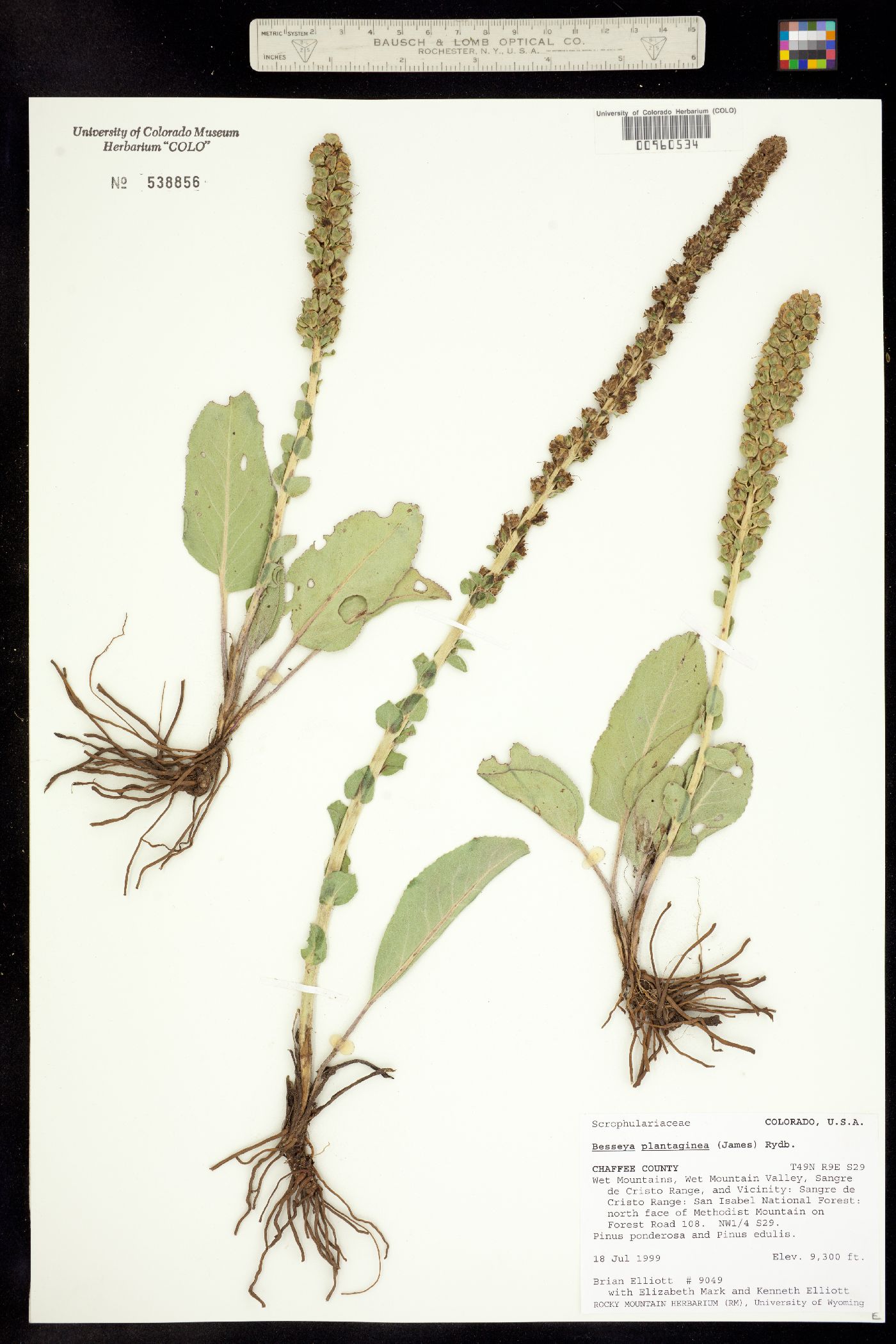 Synthyris plantaginea image