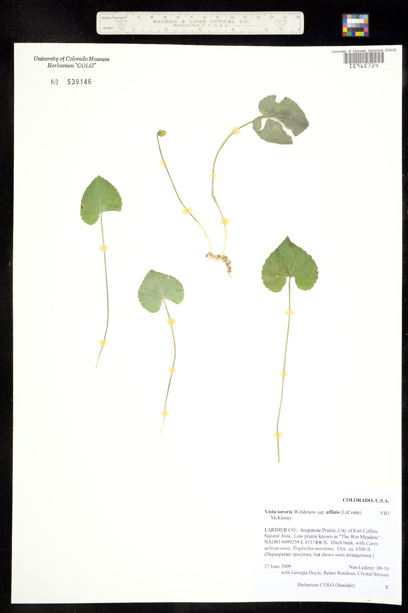 Viola sororia var. affinis image