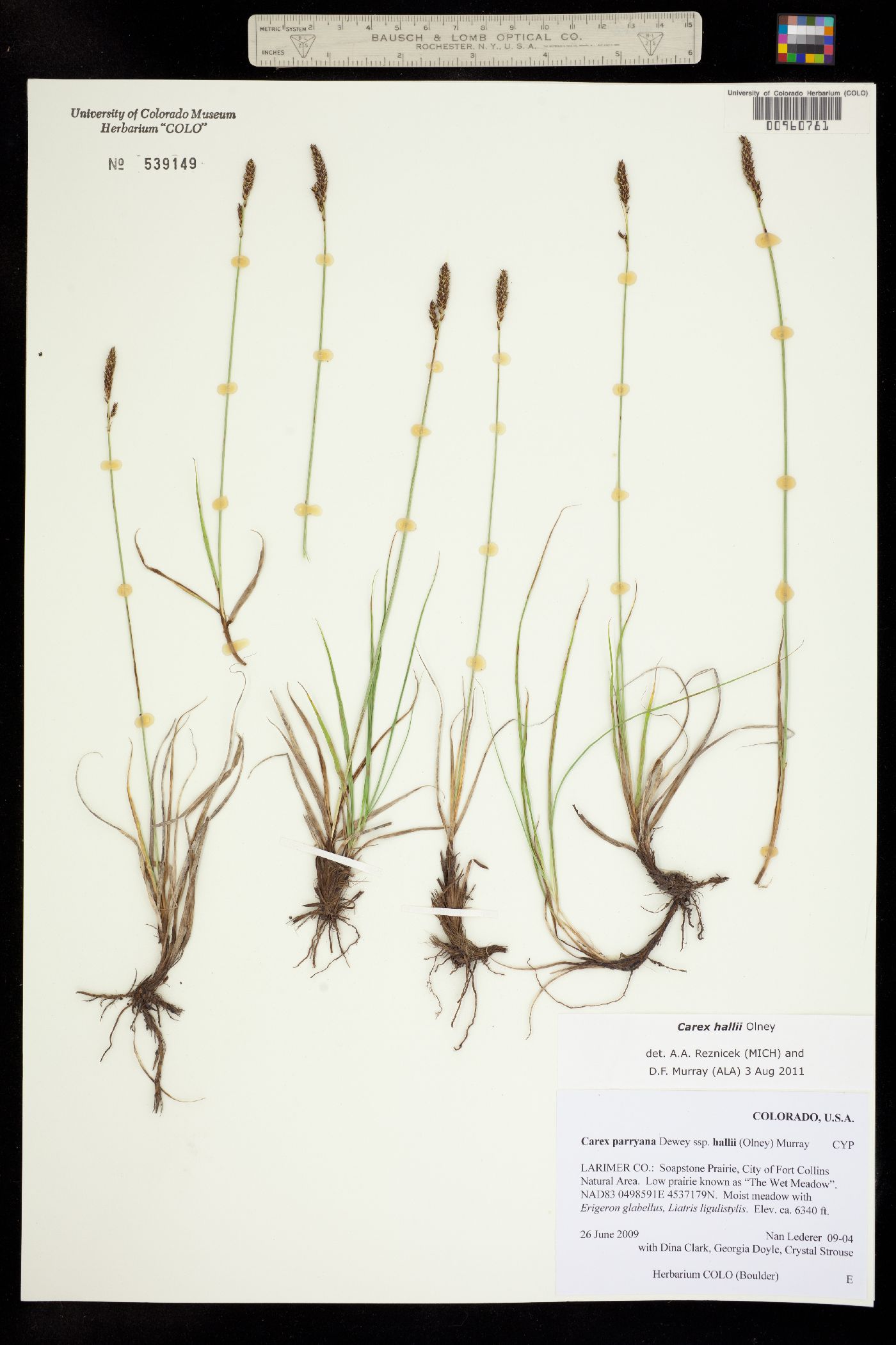 Carex parryana subsp. hallii image