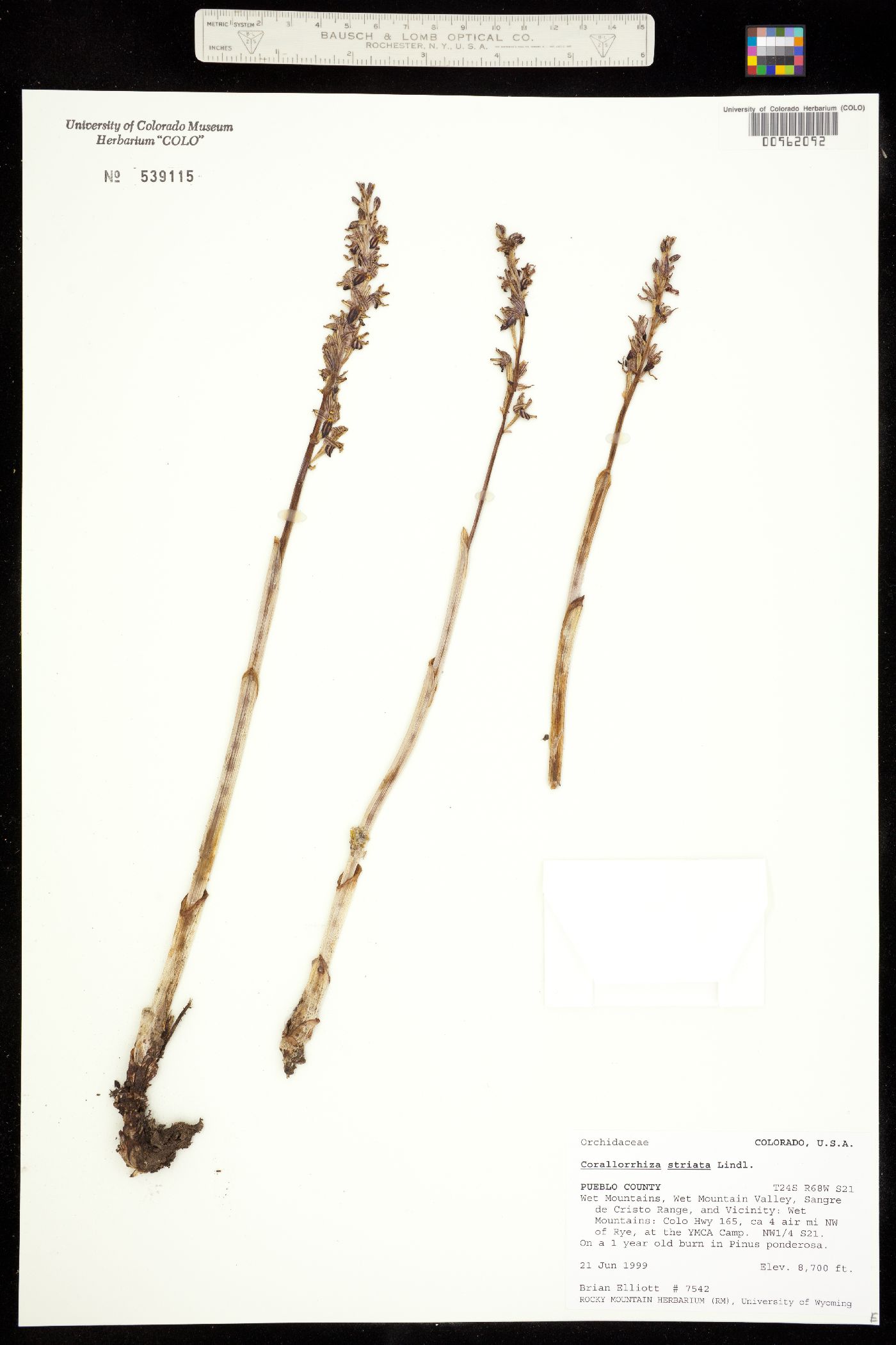 Corallorhiza striata image