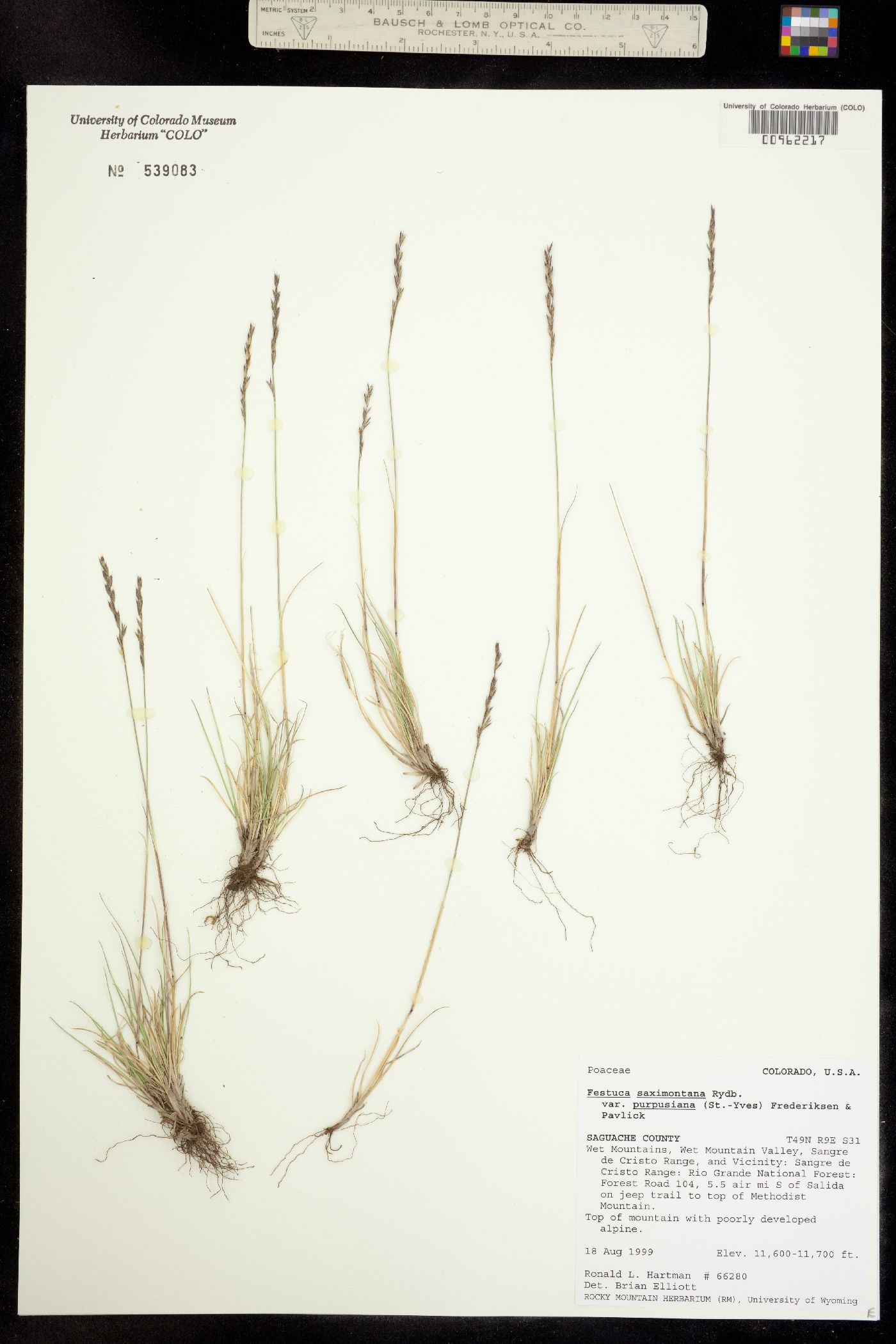 Festuca saximontana image