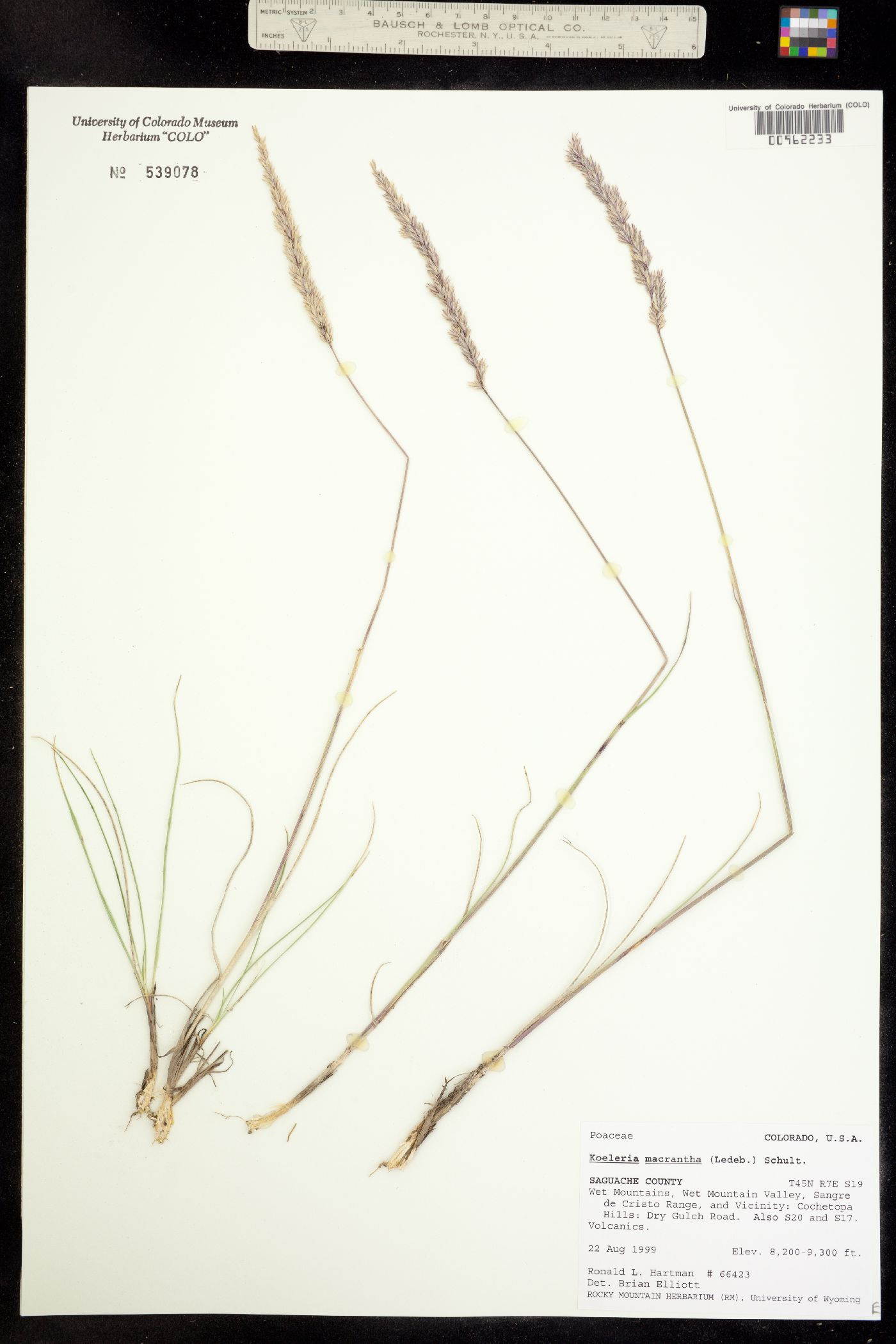 Koeleria macrantha image