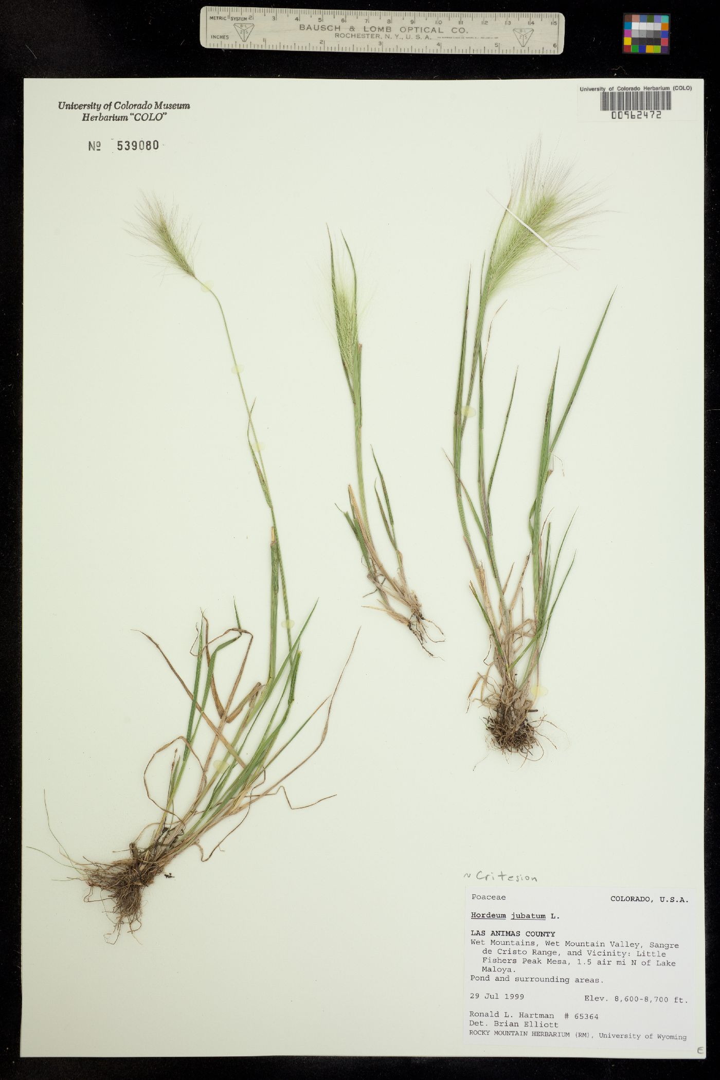 Hordeum jubatum image