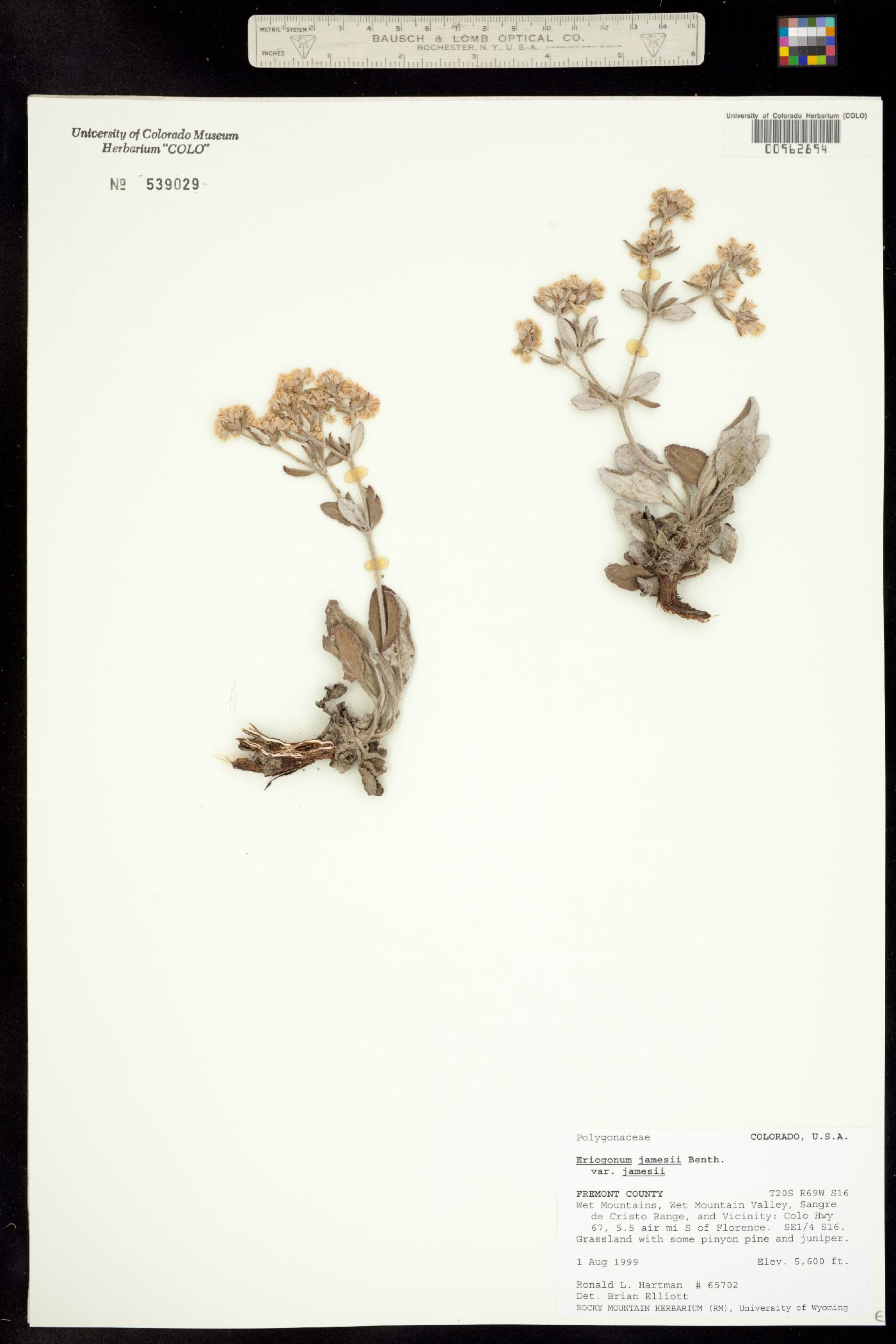 Eriogonum jamesii image