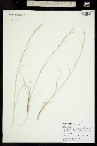 Aristida purpurea image