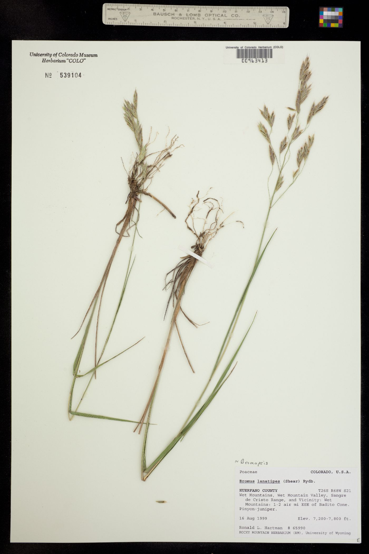 Bromus image