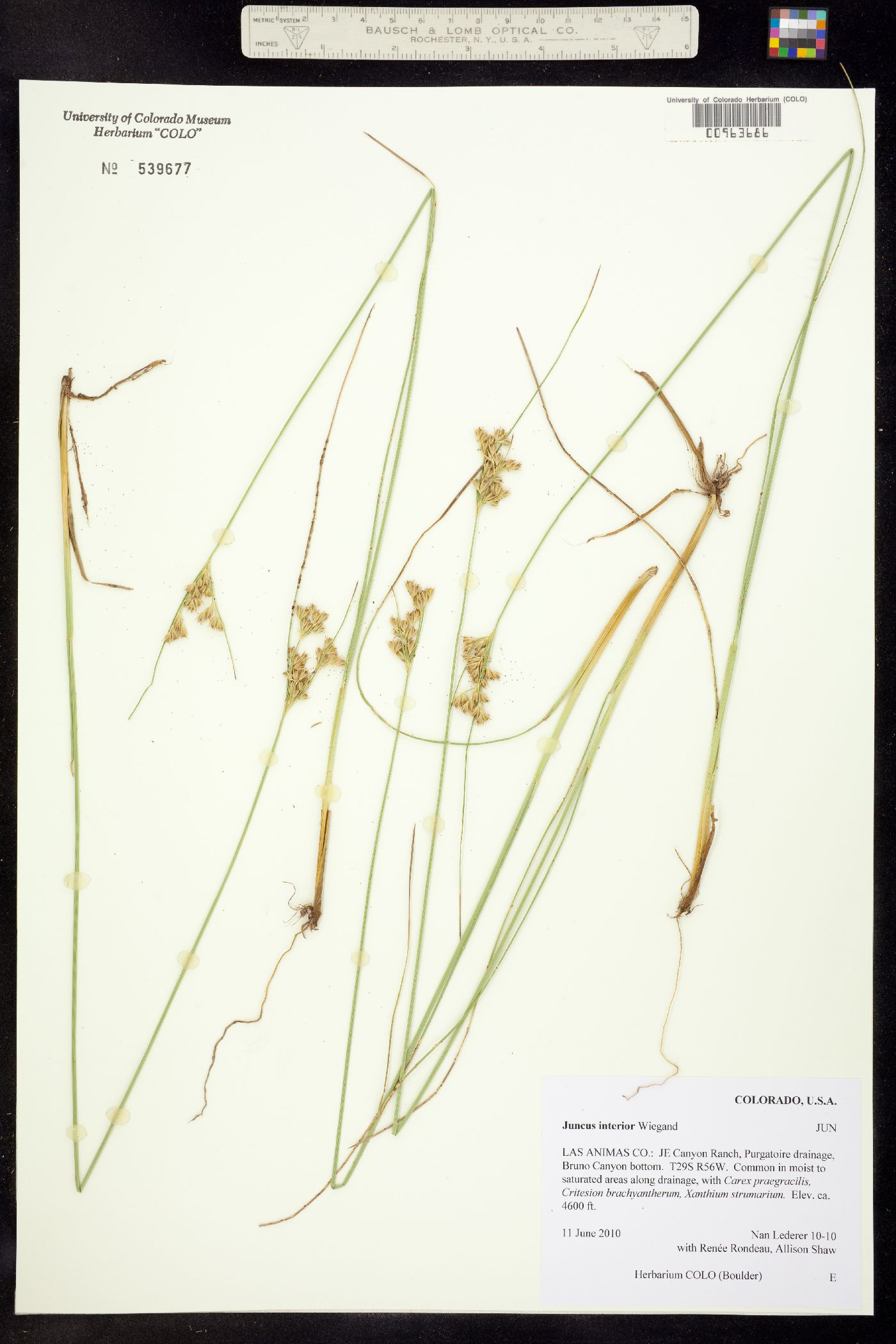 Juncus interior image