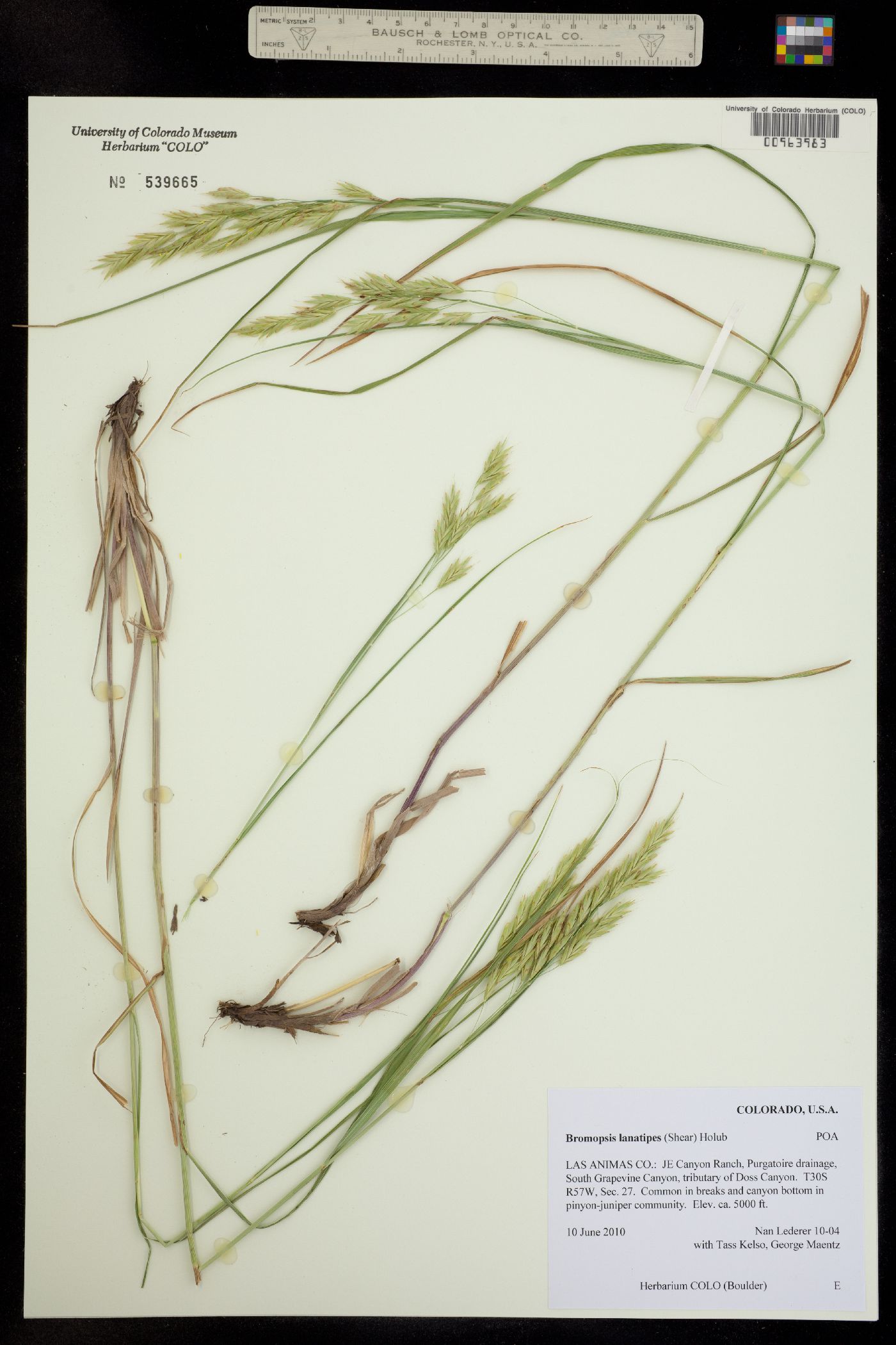 Bromus image
