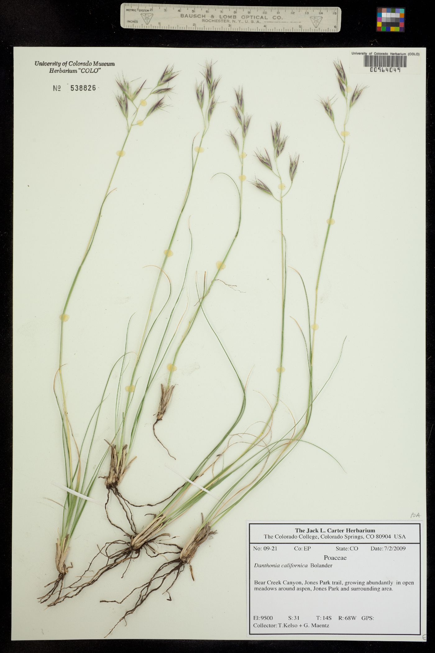 Danthonia californica image