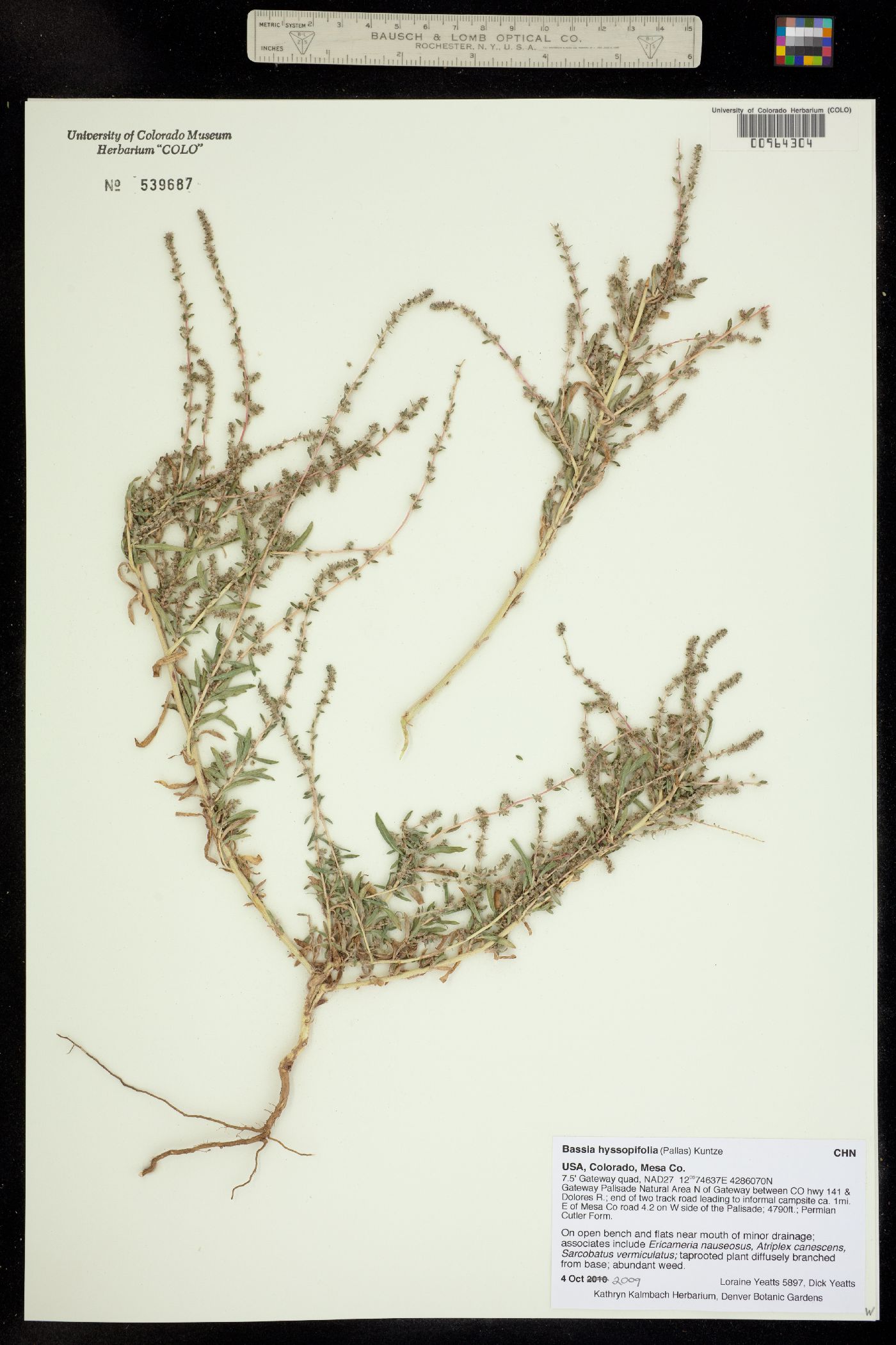 Bassia hyssopifolia image