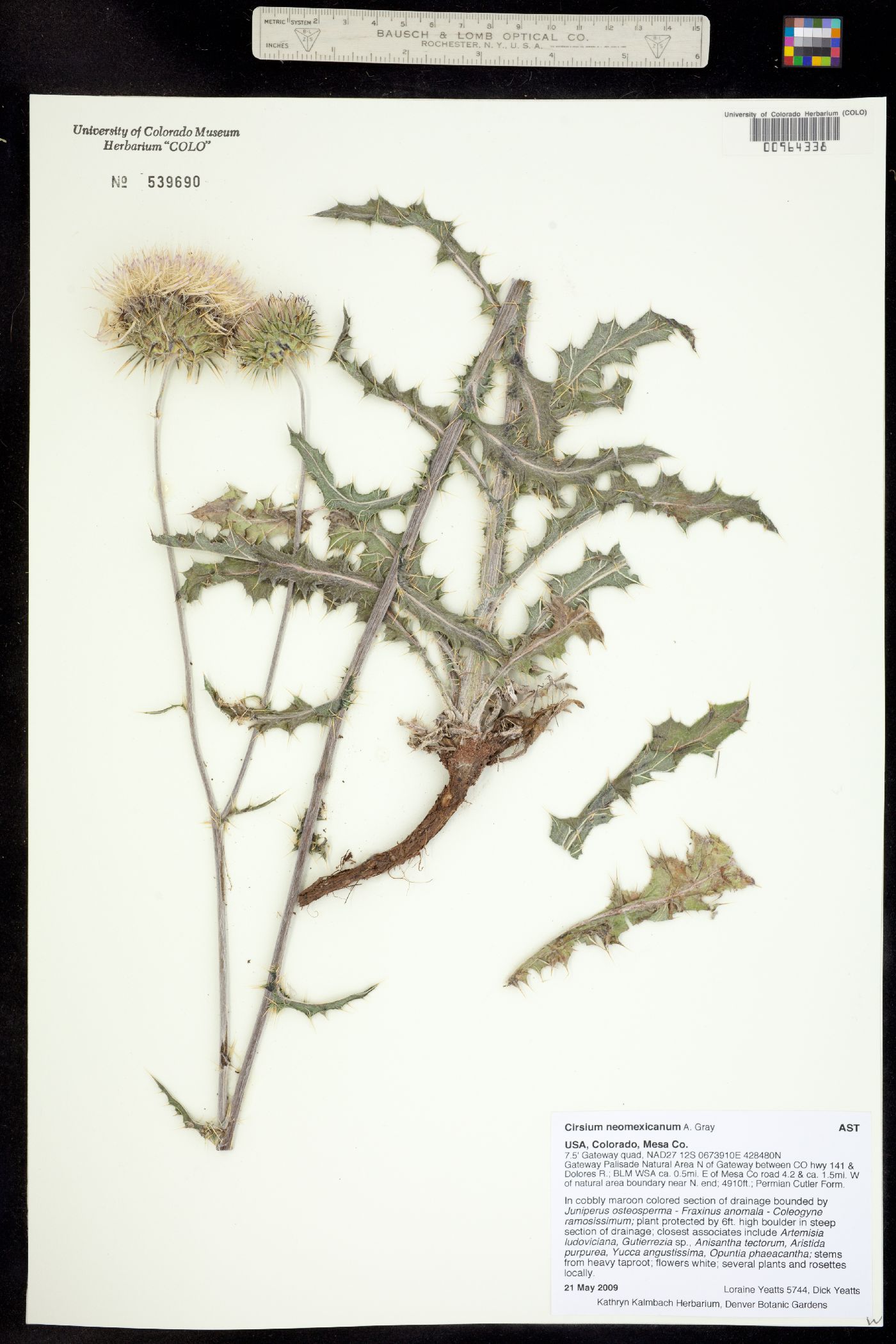 Cirsium neomexicanum image