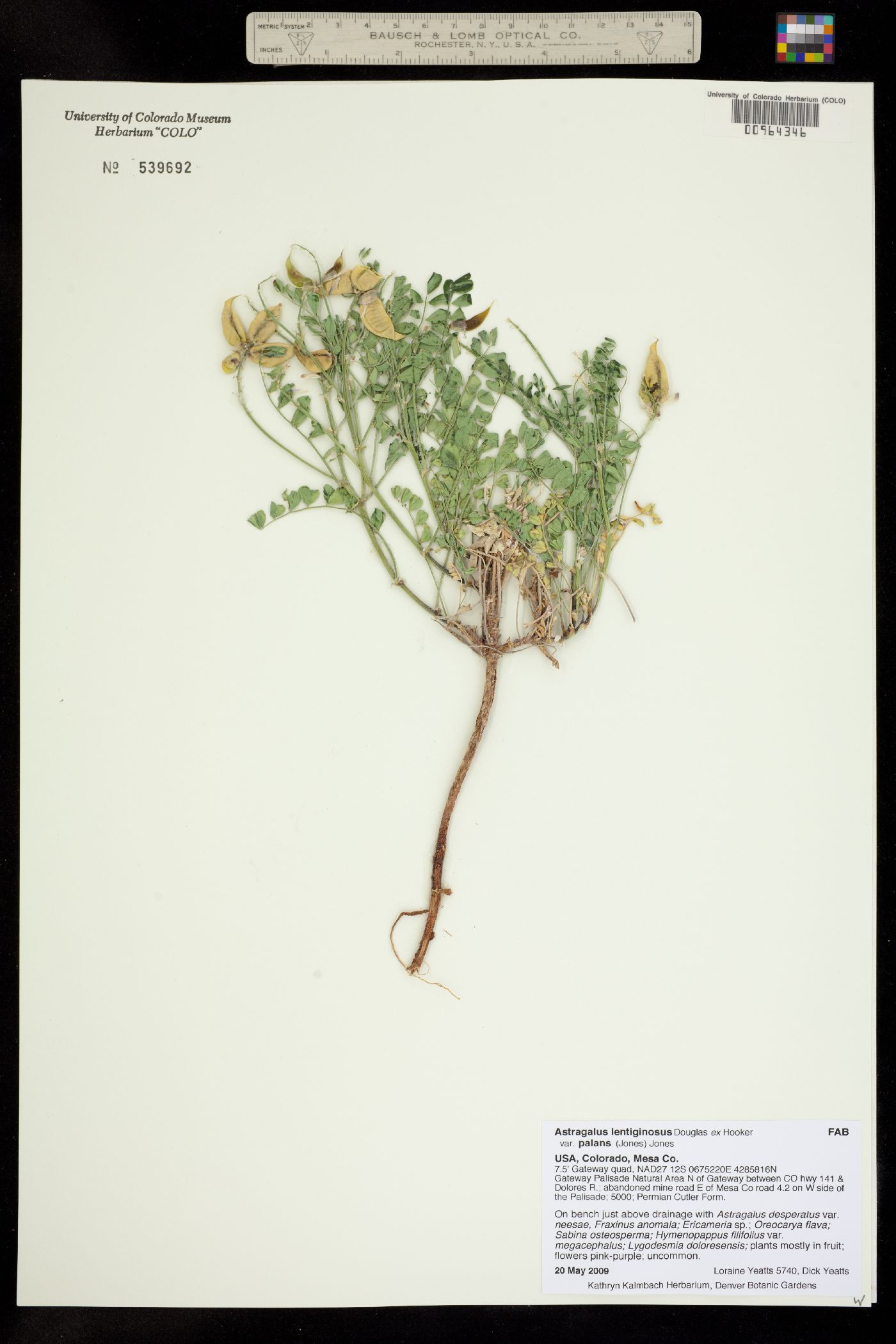 Astragalus lentiginosus var. palans image