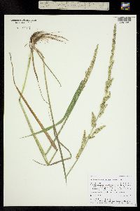 Beckmannia syzigachne ssp. syzigachne image