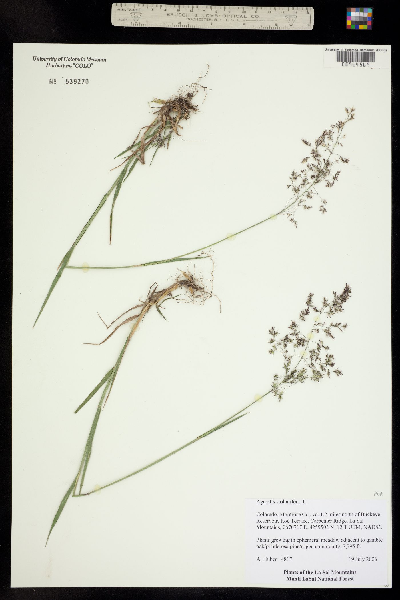 Agrostis stolonifera image