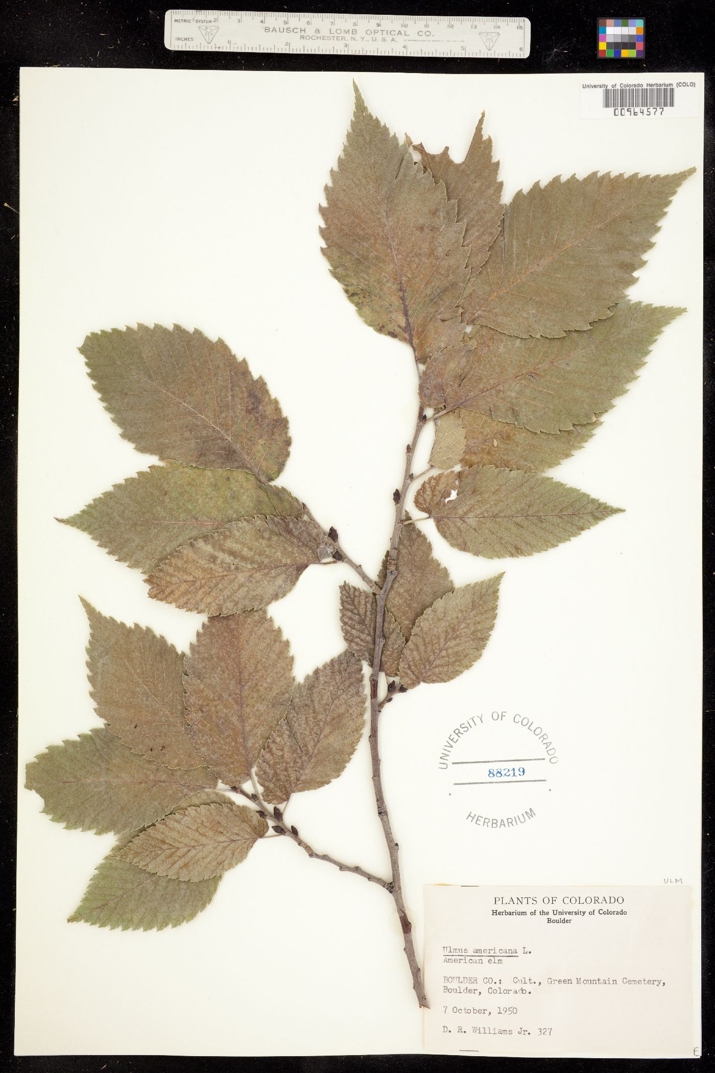 Ulmus image