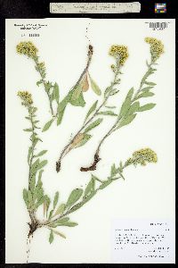 Solidago nemoralis image