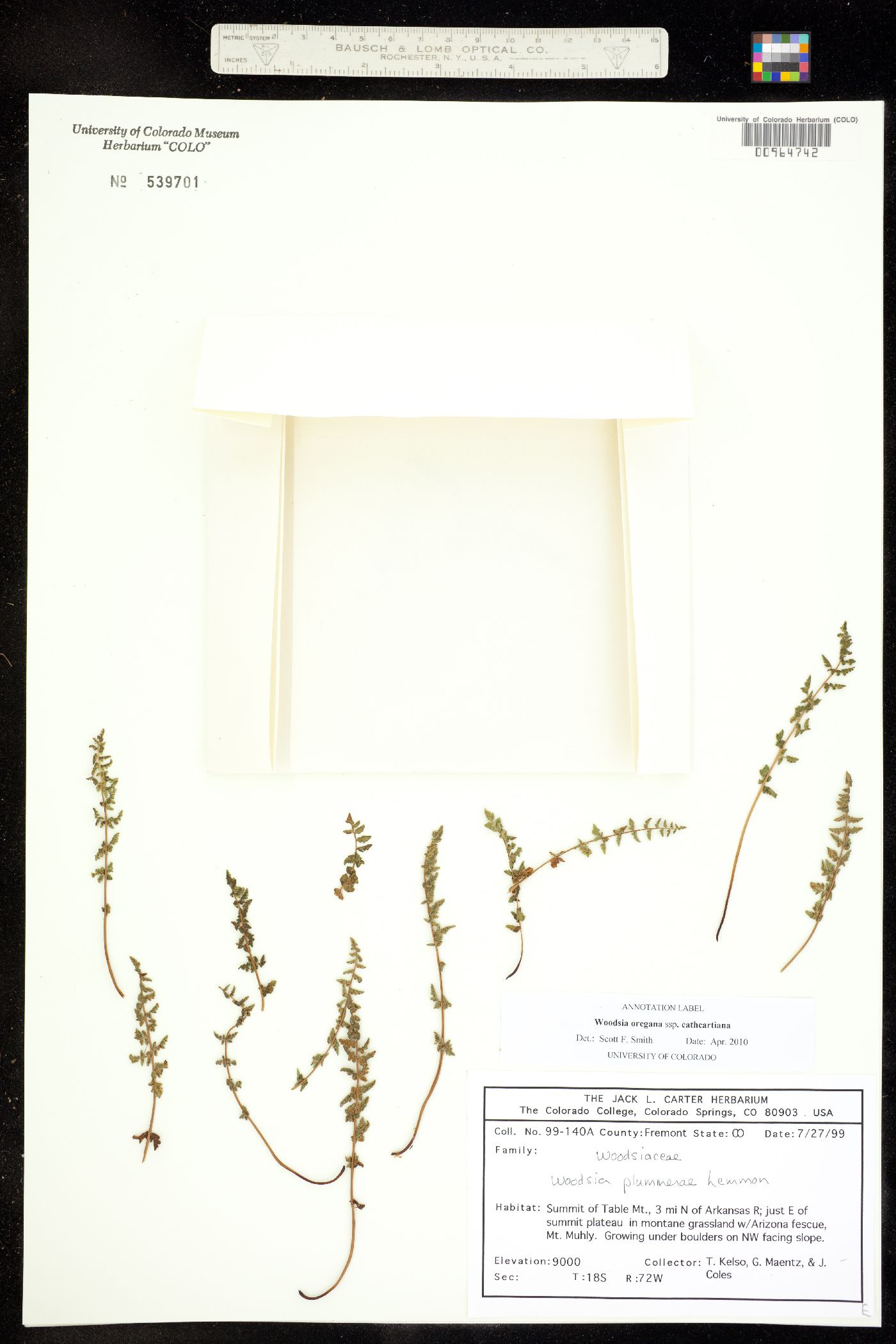 Woodsia oregana ssp cathcartiana image