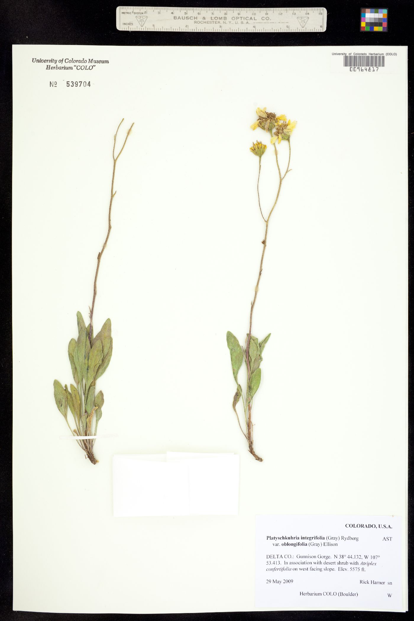 Platyschkuhria integrifolia image
