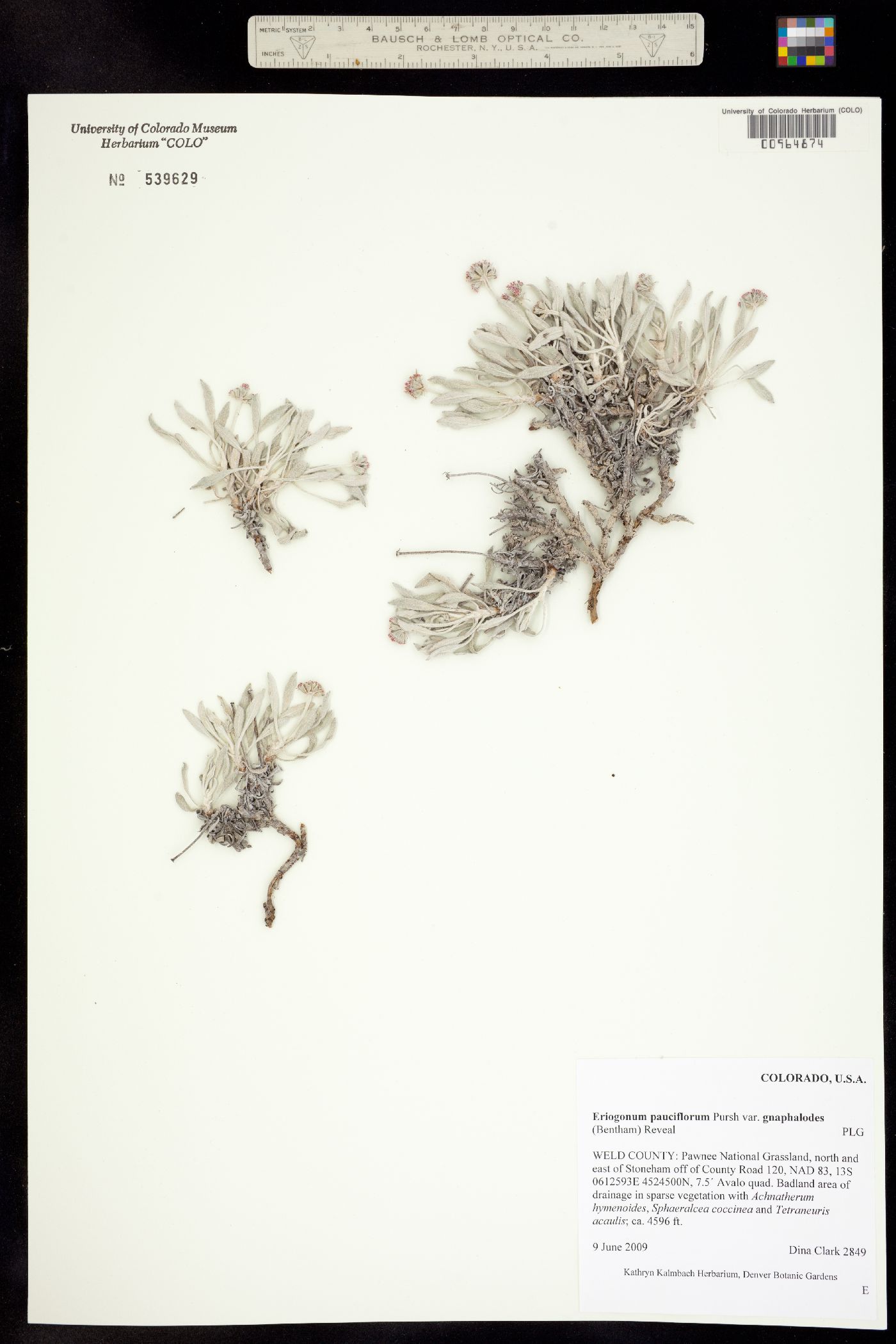 Eriogonum pauciflorum image