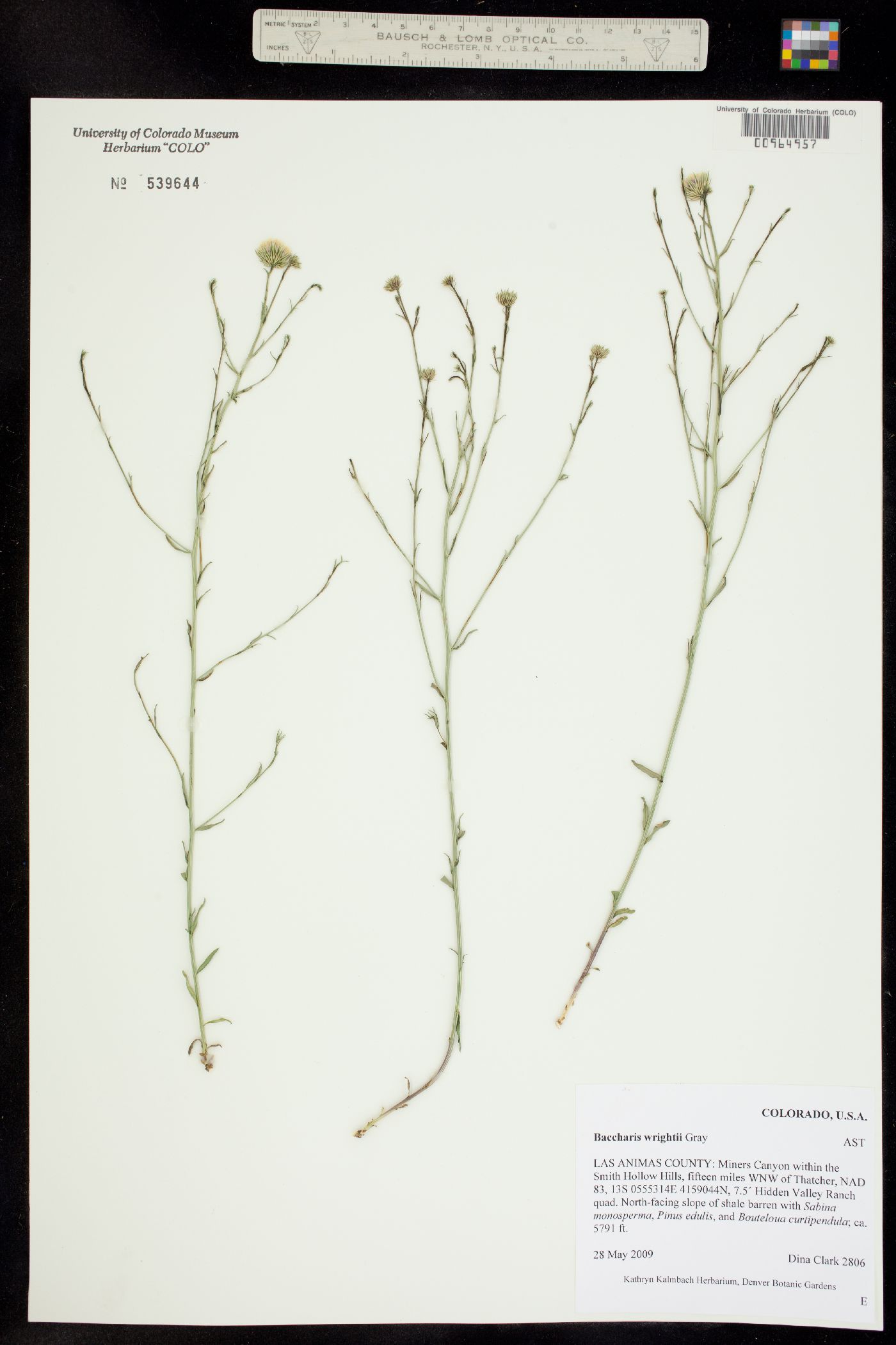 Baccharis wrightii image