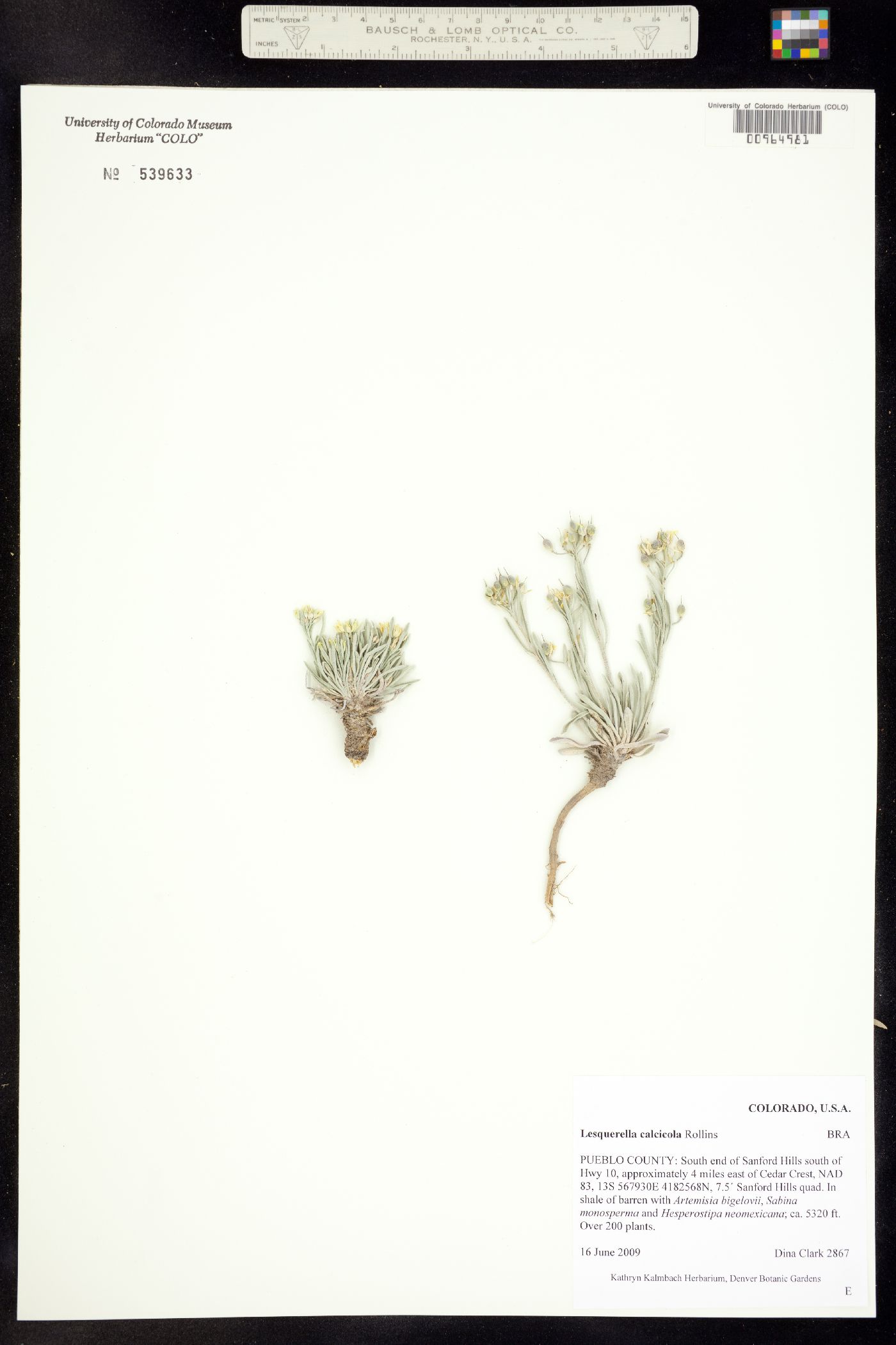 Physaria calcicola image