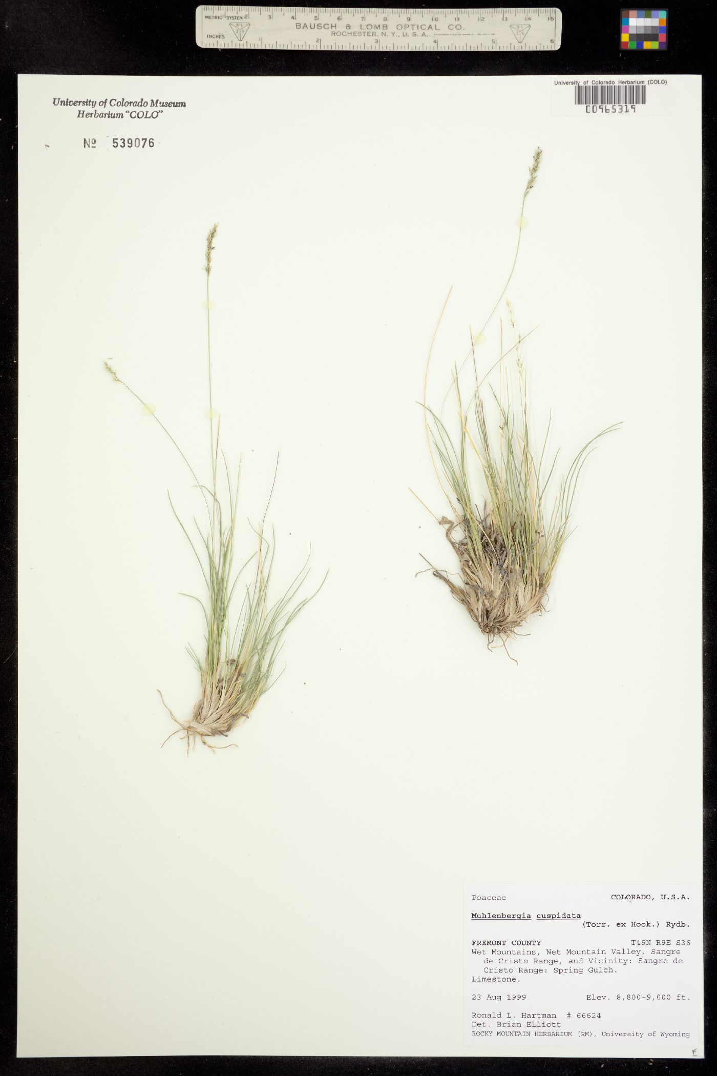 Muhlenbergia cuspidata image