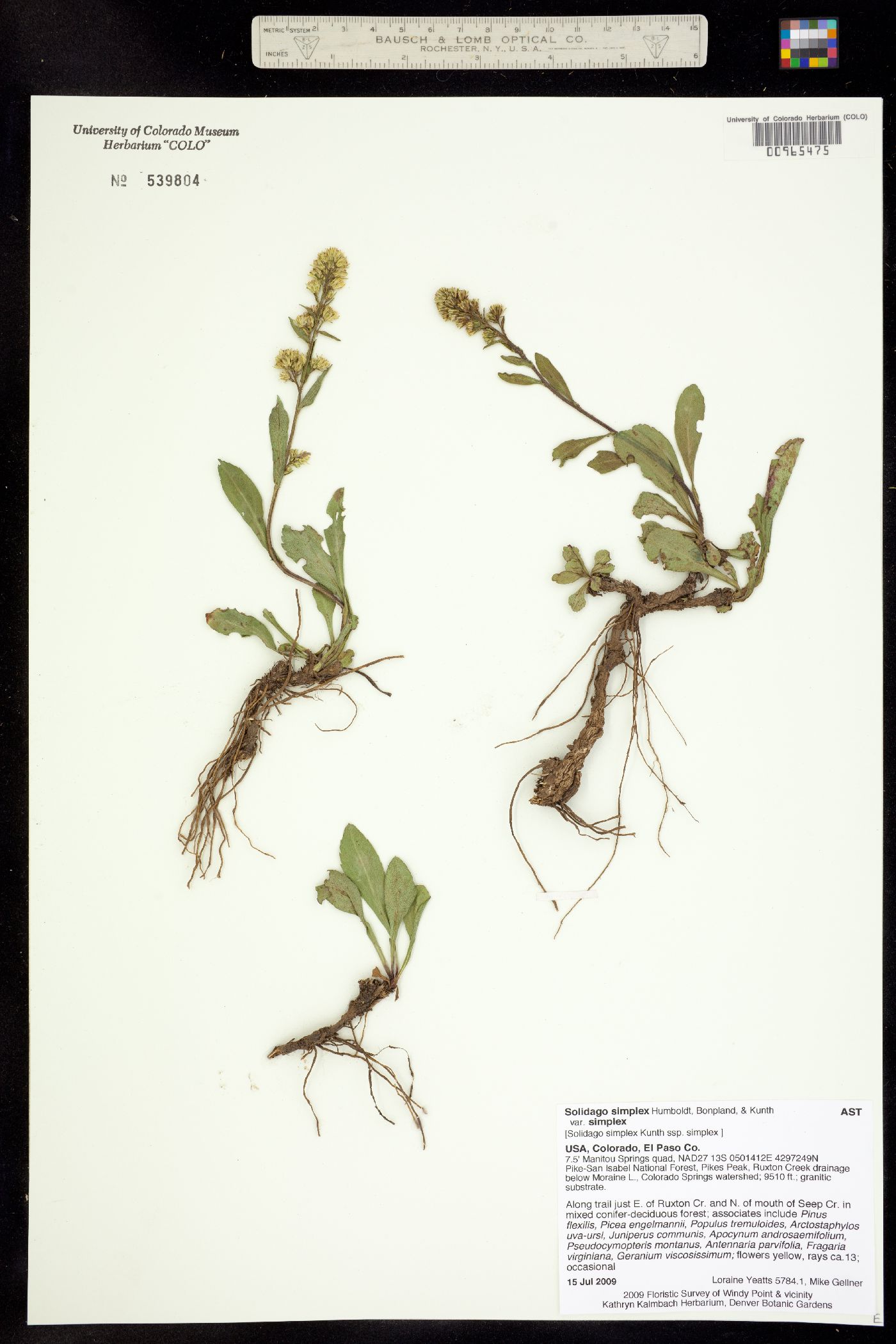 Solidago simplex image