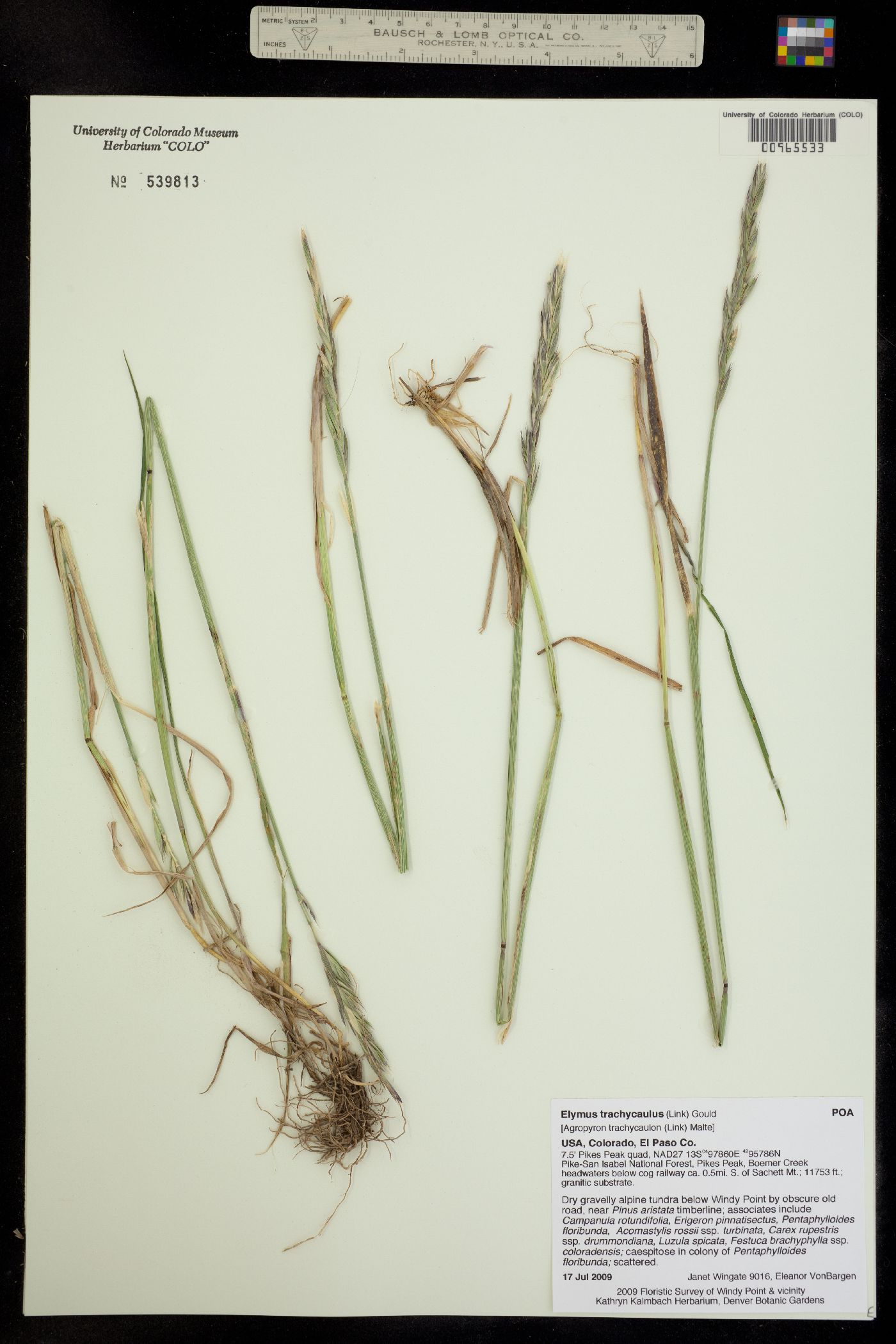 Elymus trachycaulus image
