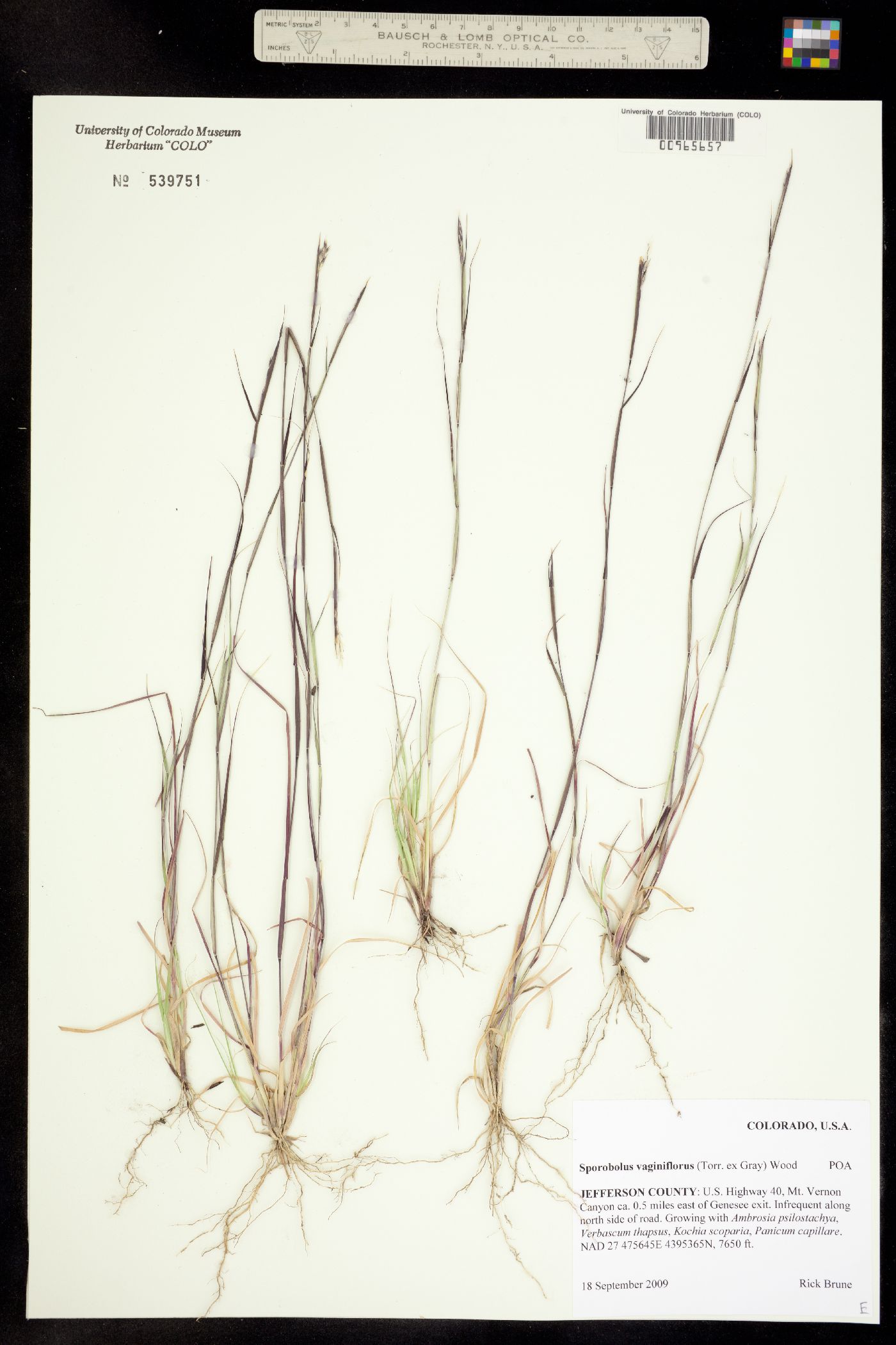 Sporobolus vaginiflorus image