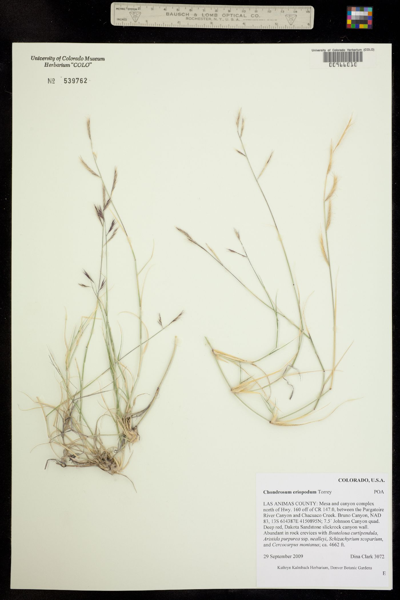 Bouteloua eriopoda image