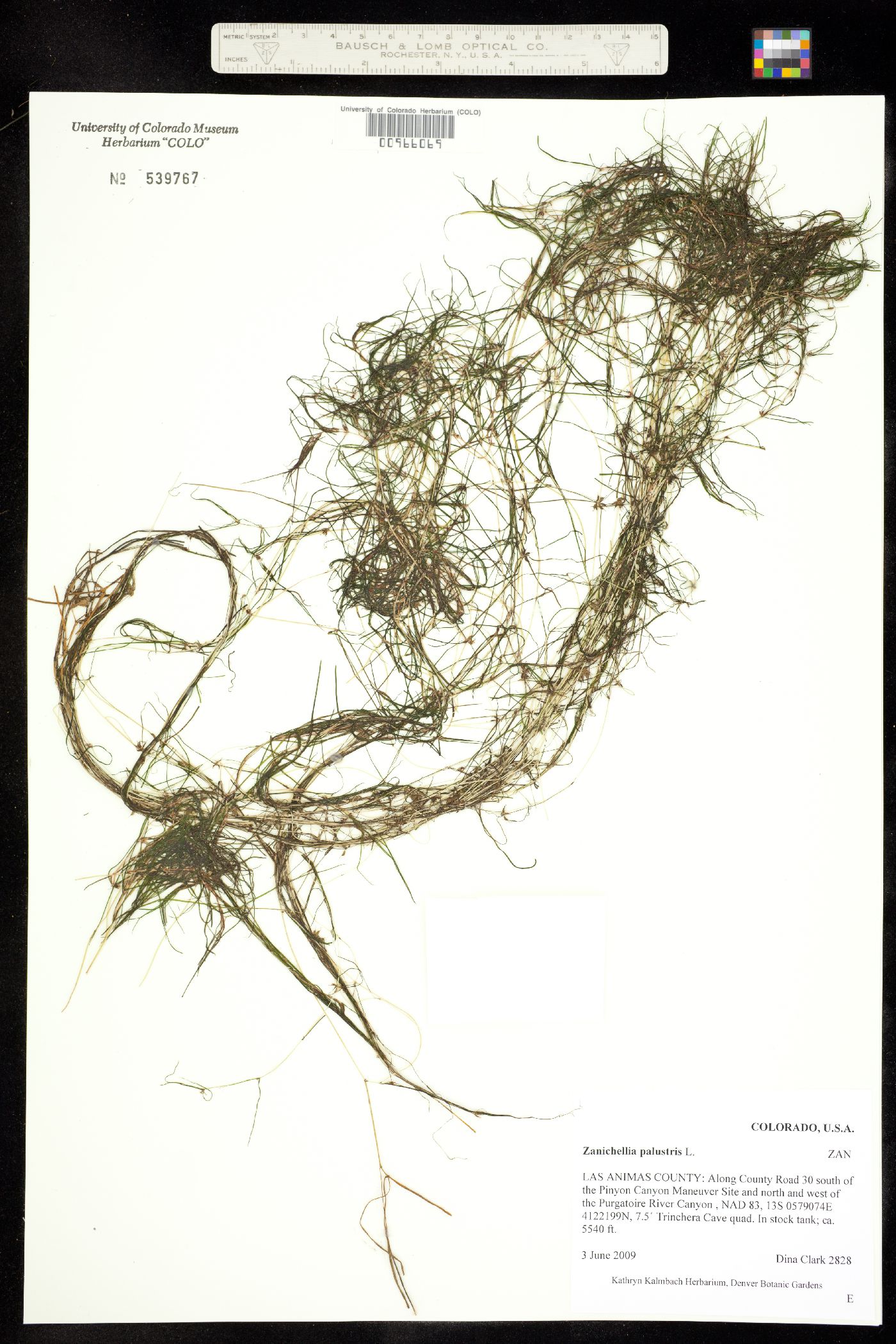 Zannichellia palustris image