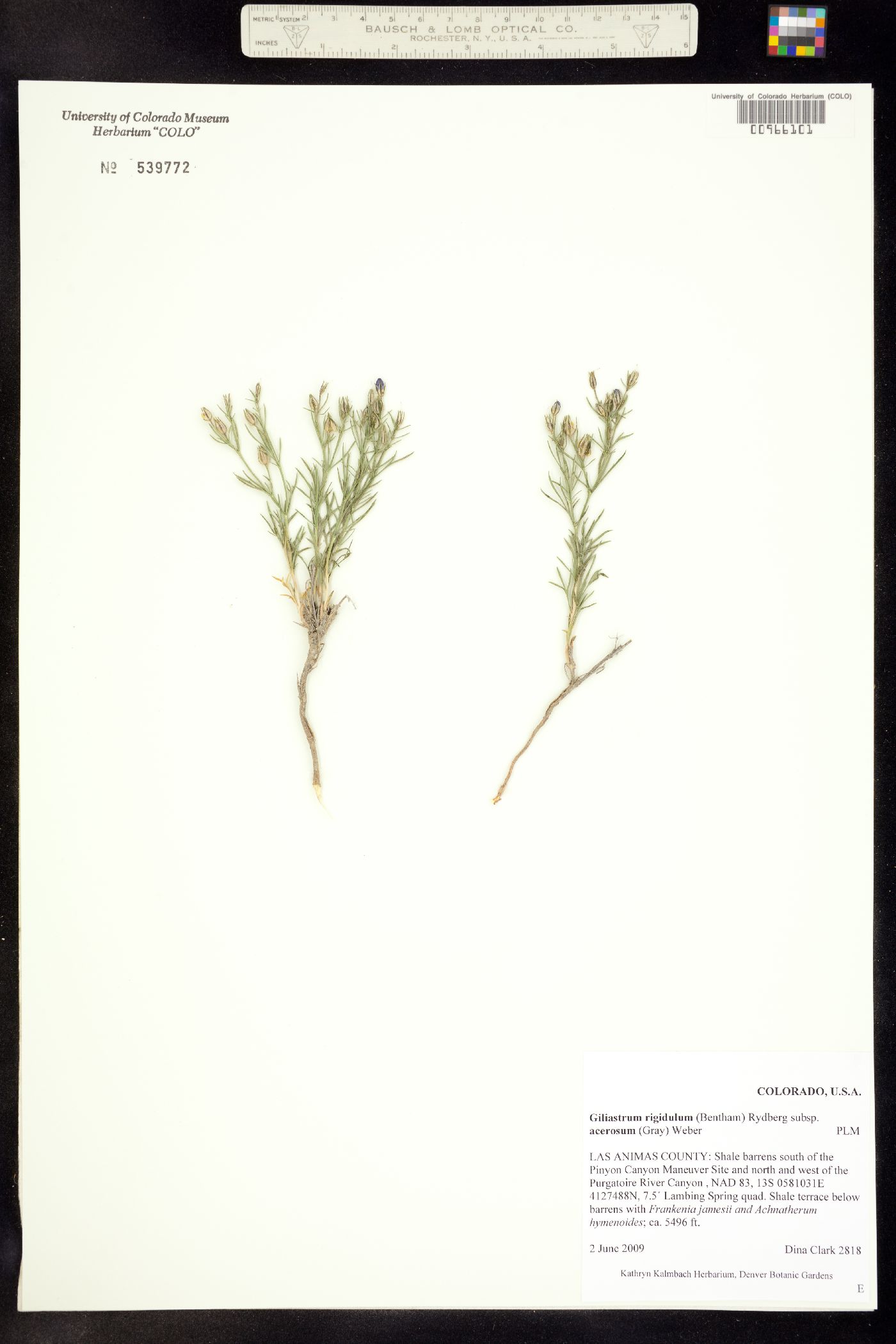 Giliastrum acerosum image