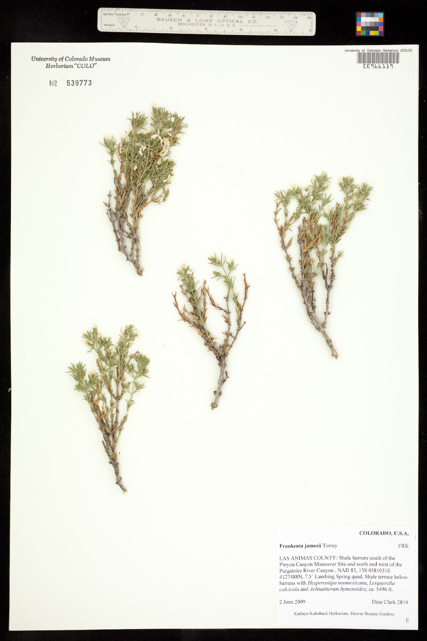 Frankenia jamesii image