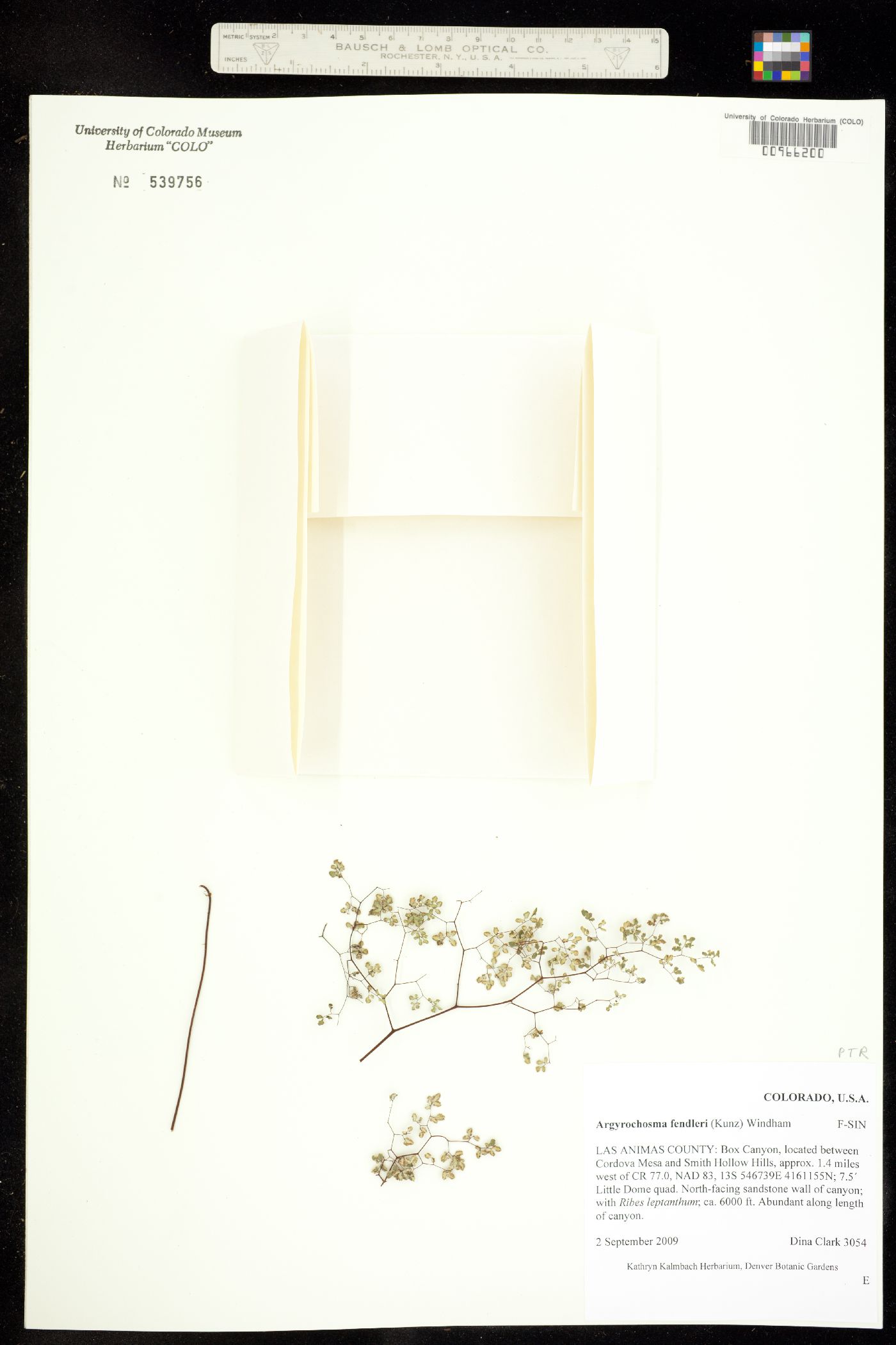 Argyrochosma fendleri image