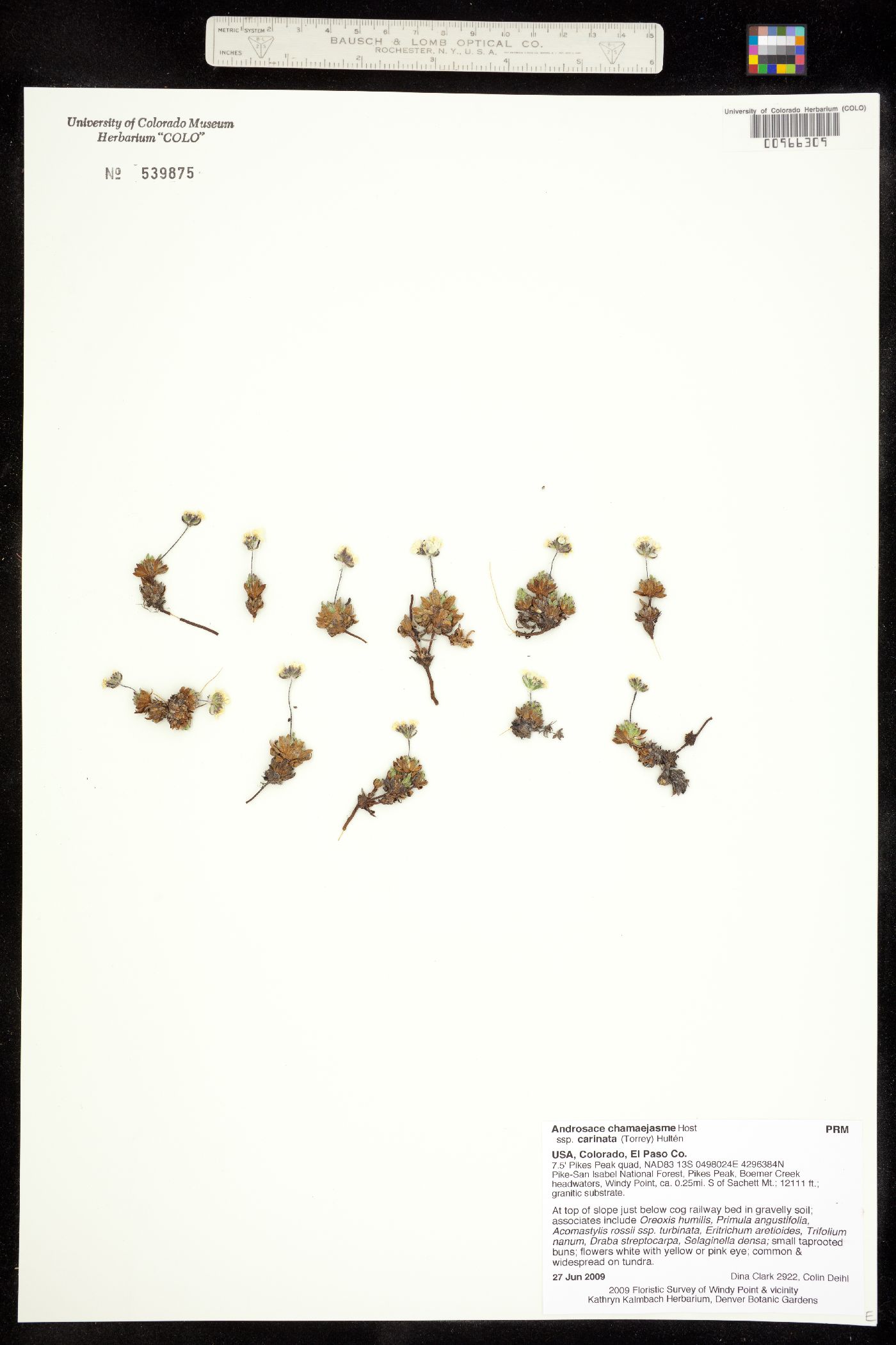 Androsace chamaejasme subsp. carinata image