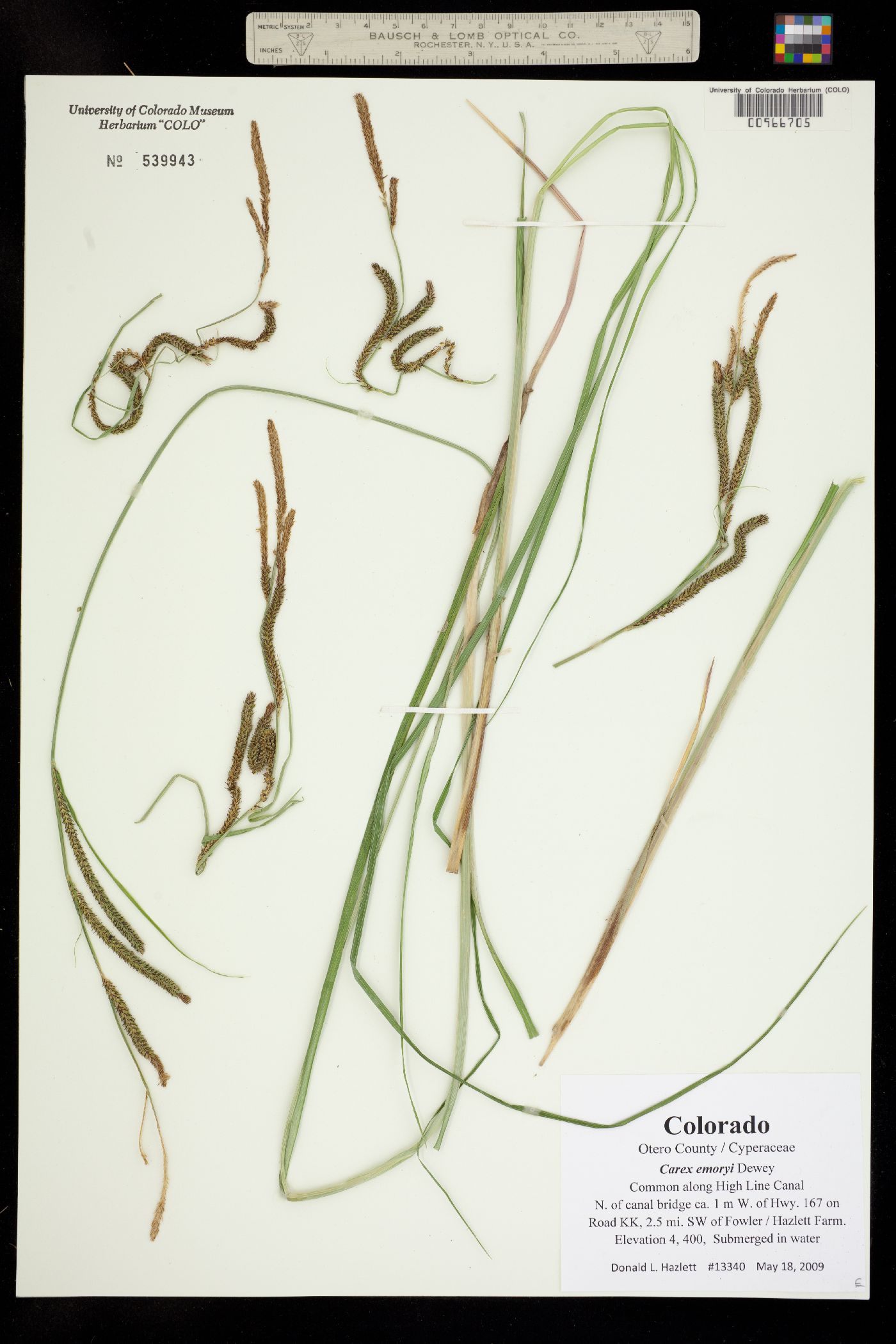 Carex emoryi image