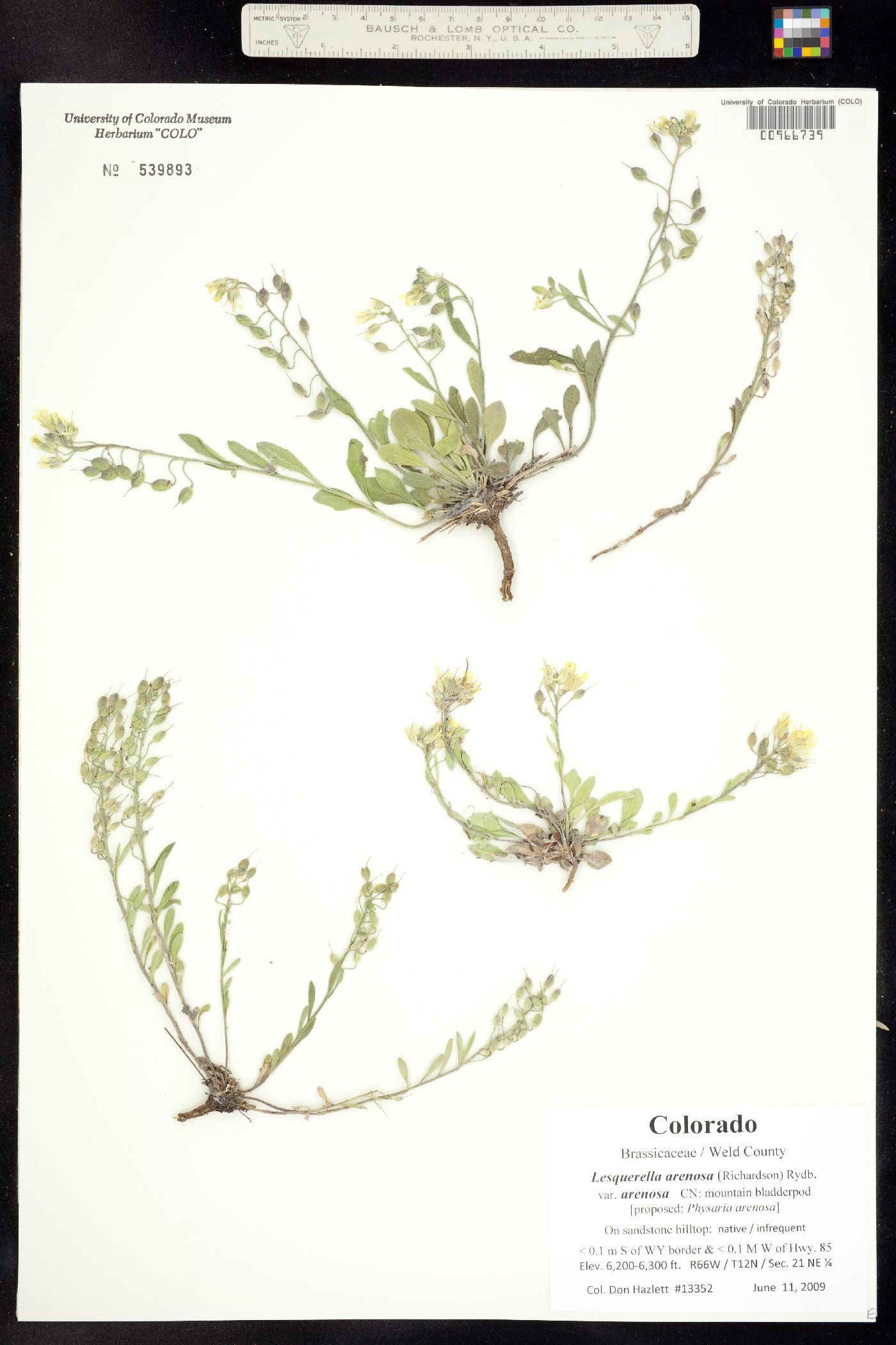 Physaria arenosa image