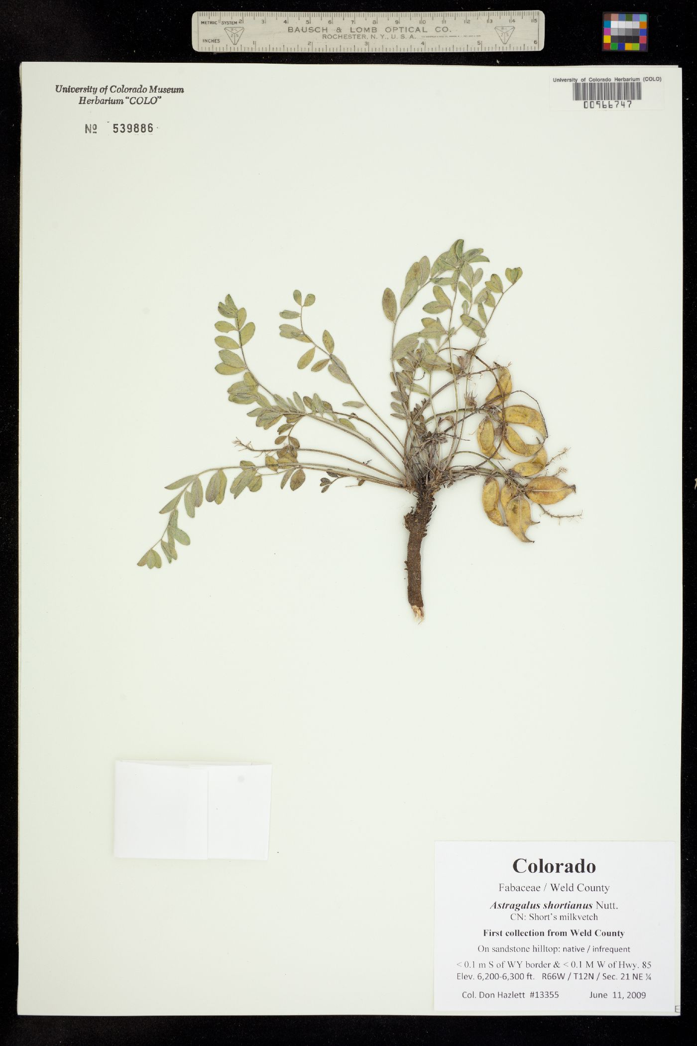 Astragalus shortianus image