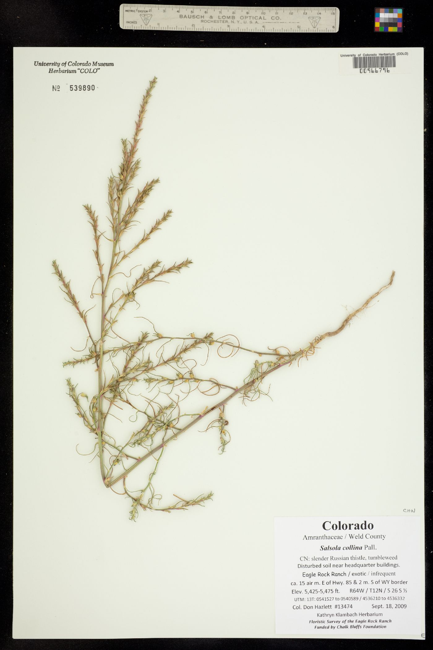 Salsola collina image