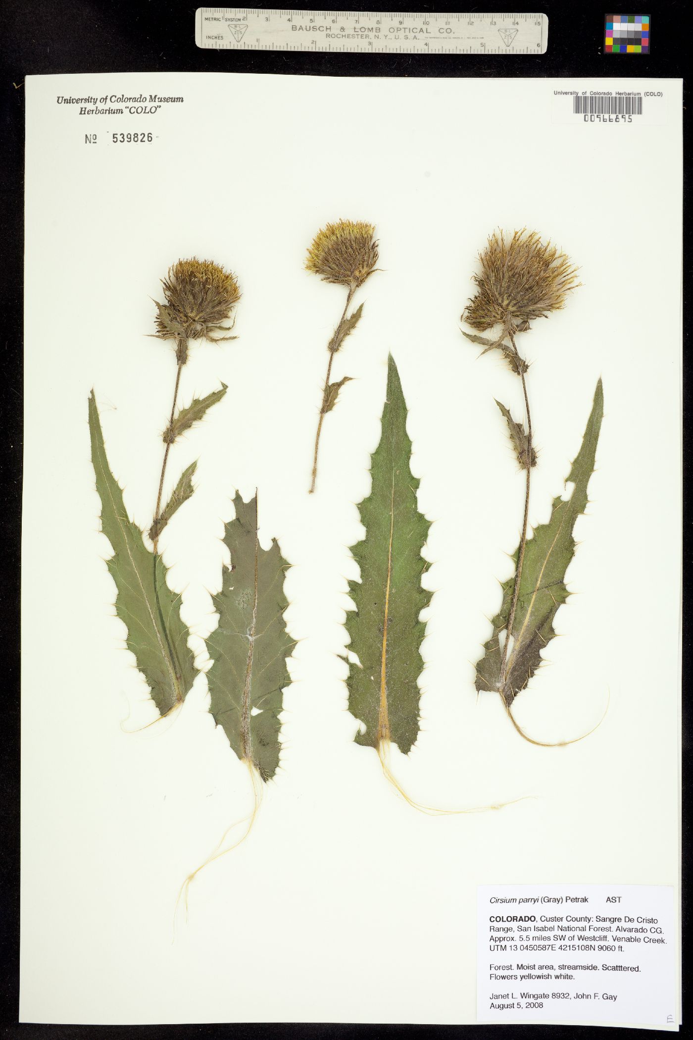 Cirsium parryi image