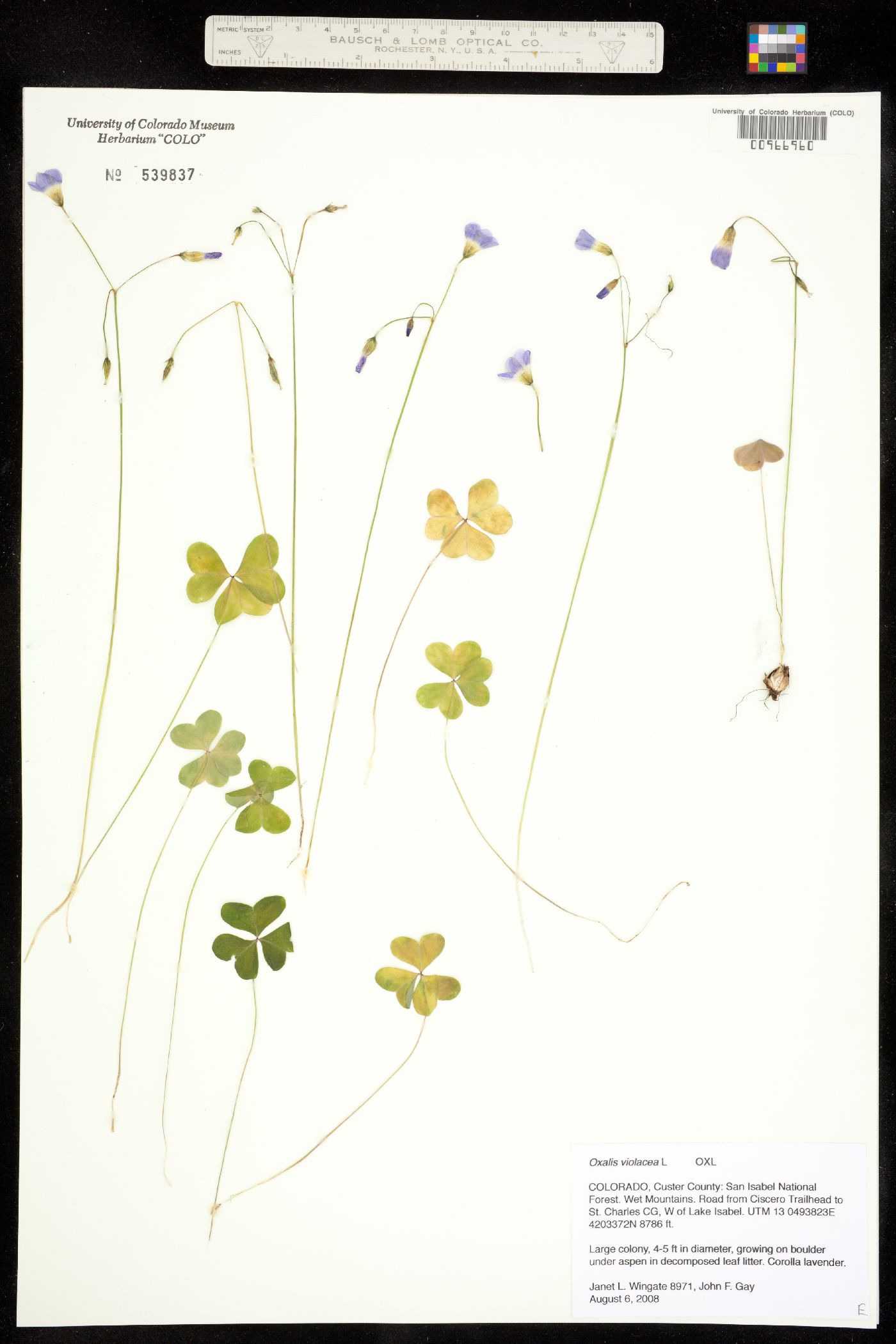 Oxalis alpina image