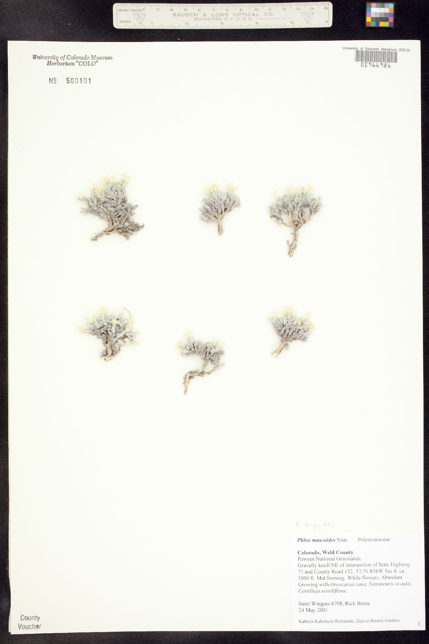 Phlox hoodii ssp. muscoides image