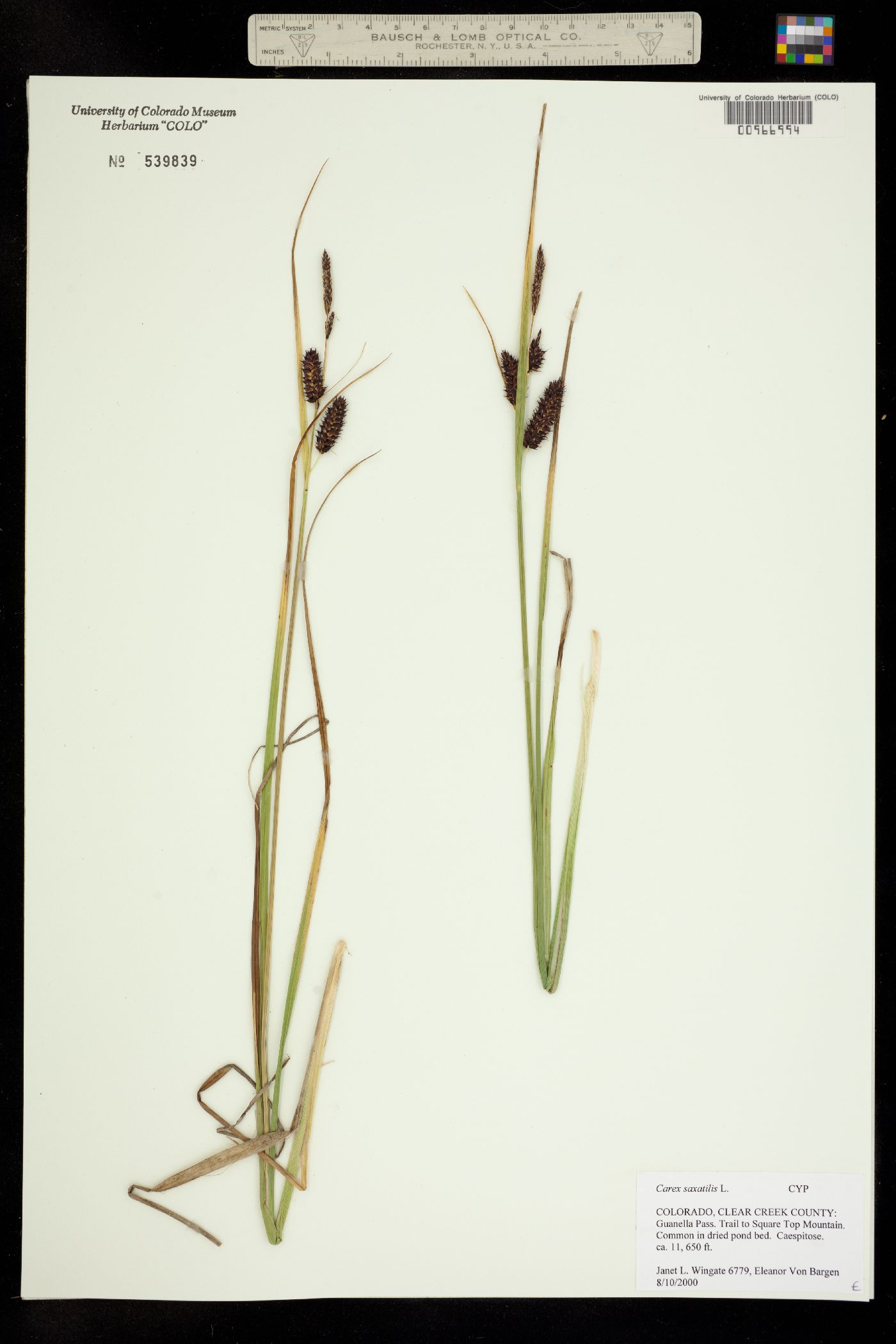 Carex saxatilis image