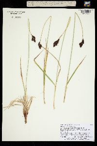 Carex albo-nigra image