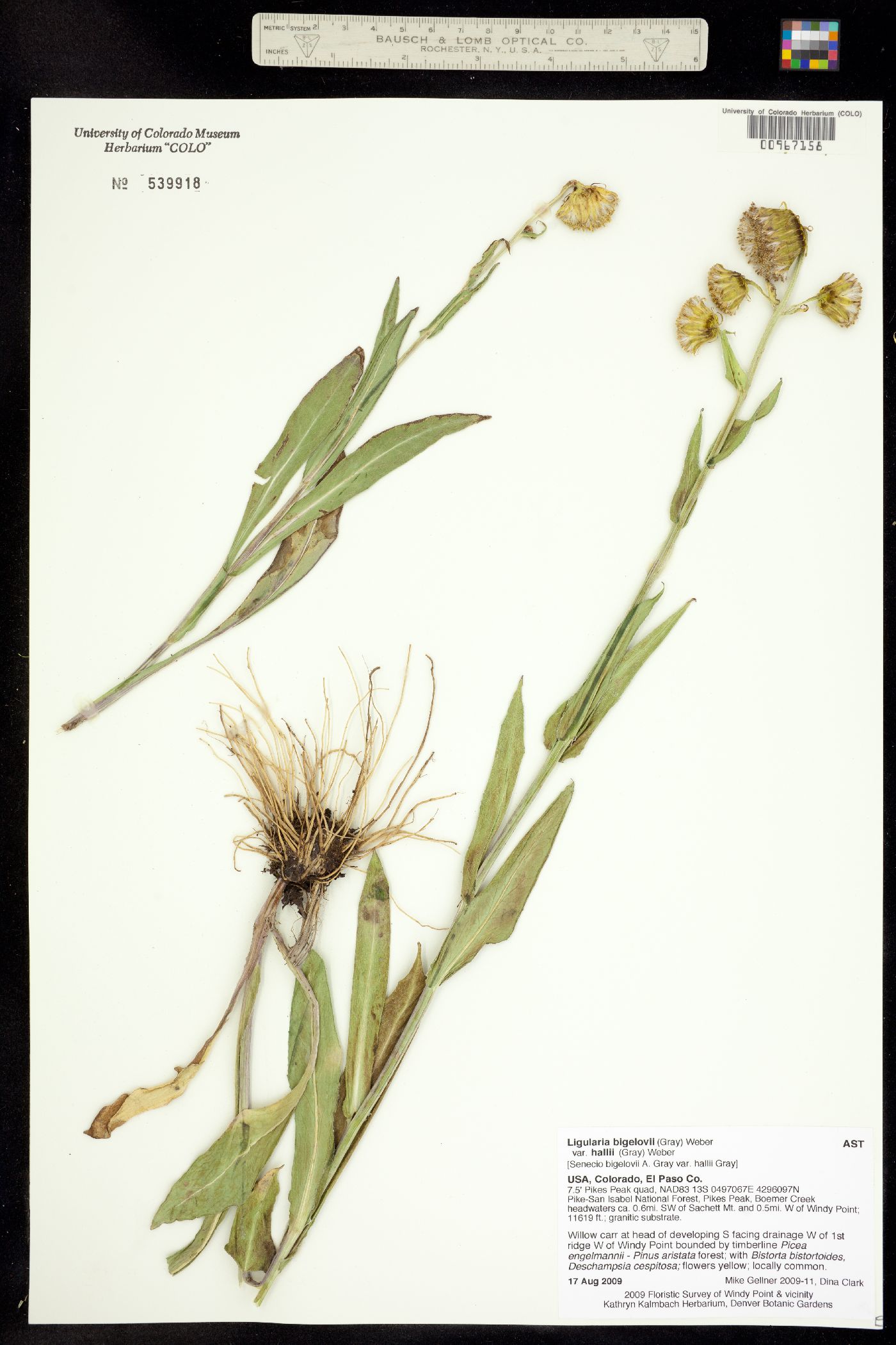 Ligularia bigelovii var. hallii image