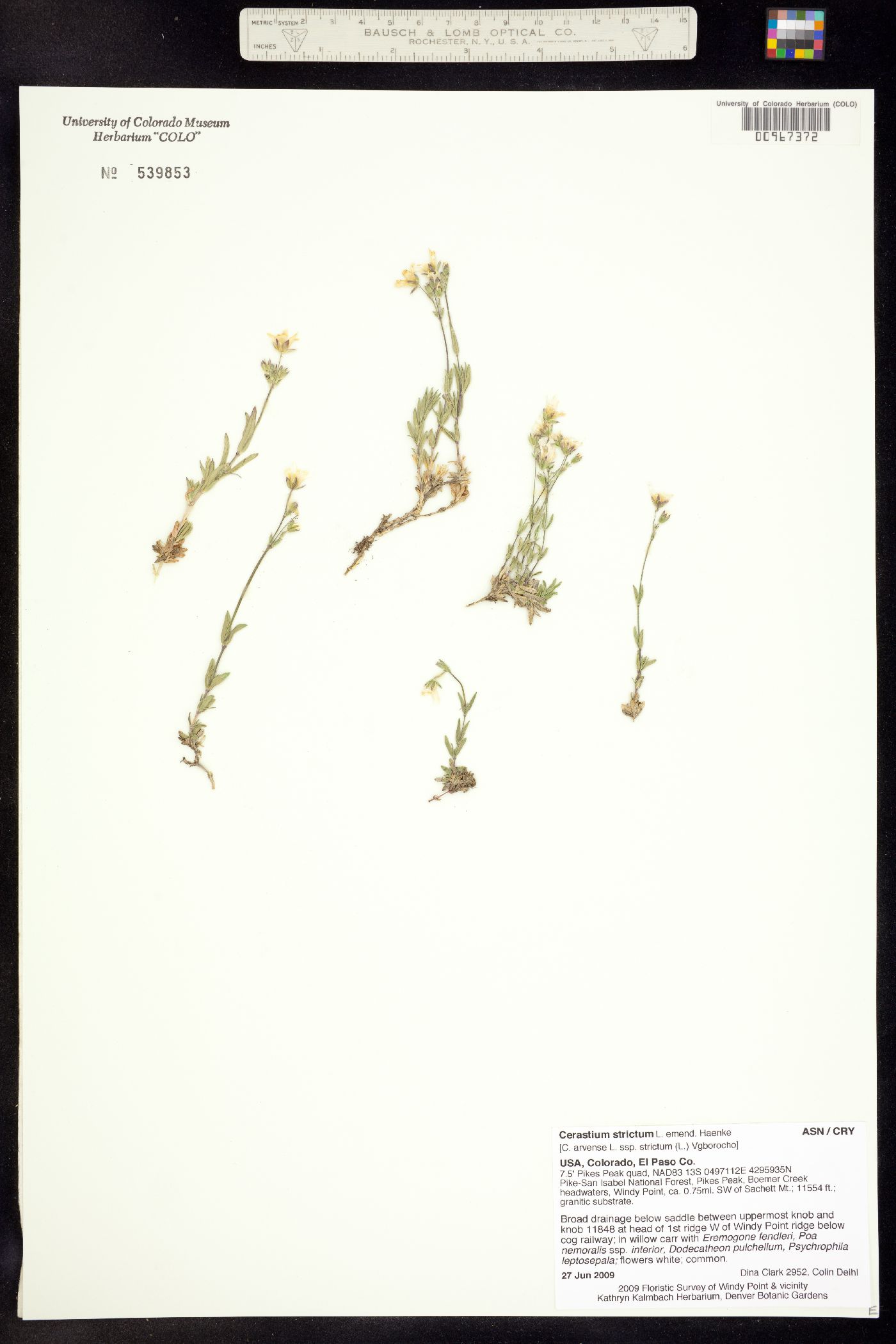 Cerastium strictum image