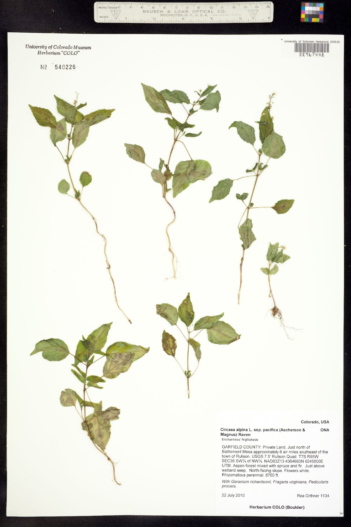 Circaea alpina ssp. pacifica image