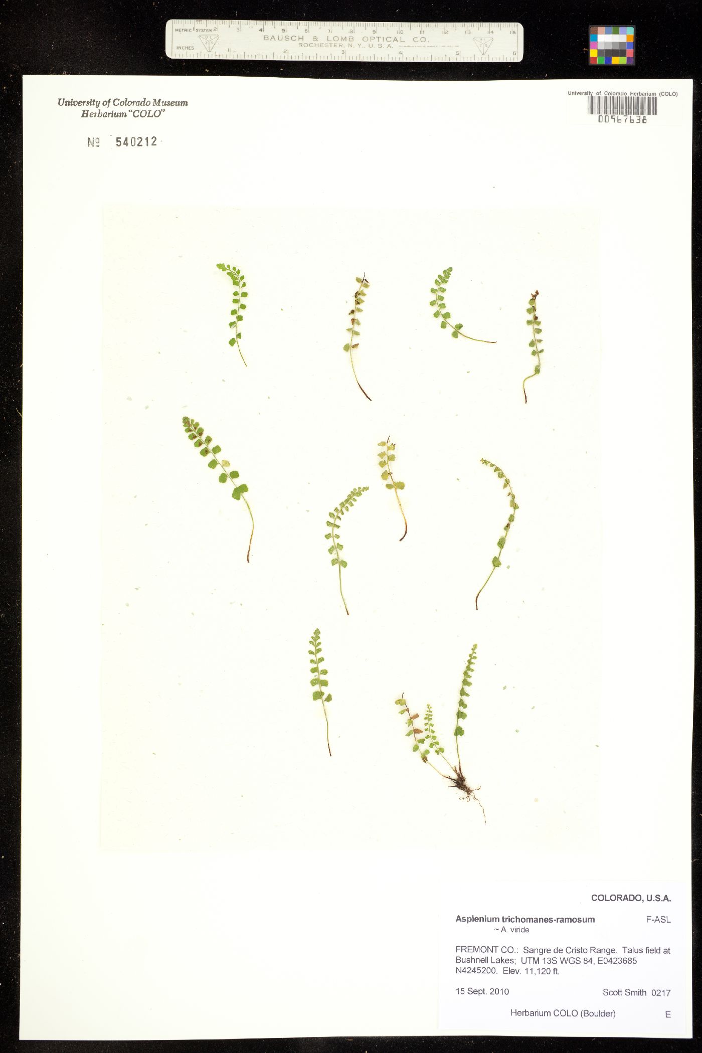 Asplenium trichomanes-ramosum image